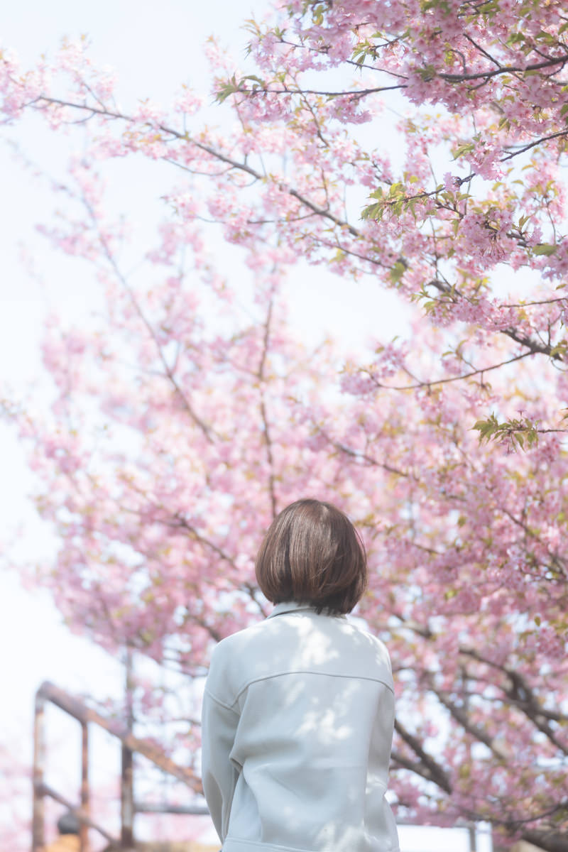 「桜の下で待ちぼうけの女性 | フリー素材のぱくたそ」の写真