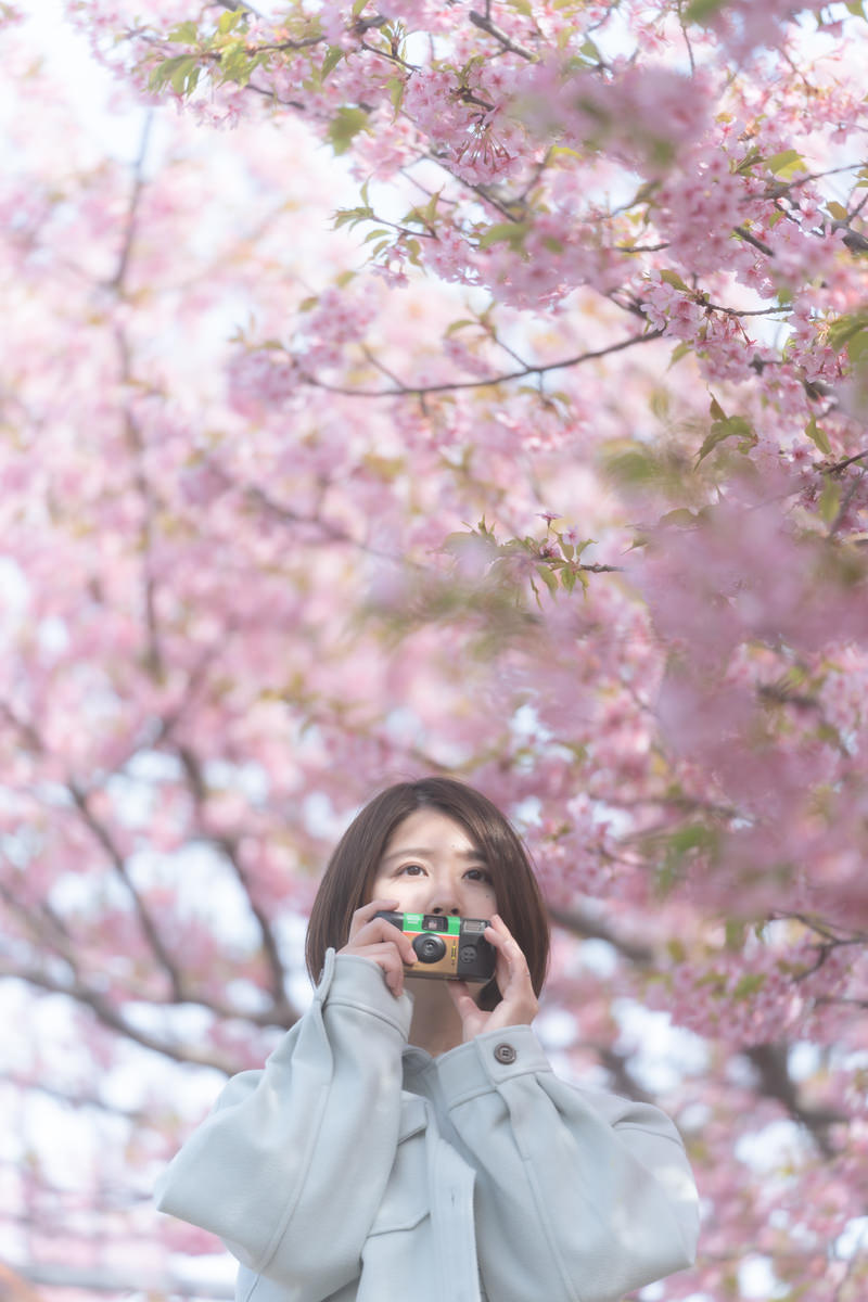 「満開の桜とカメラ女子 | フリー素材のぱくたそ」の写真