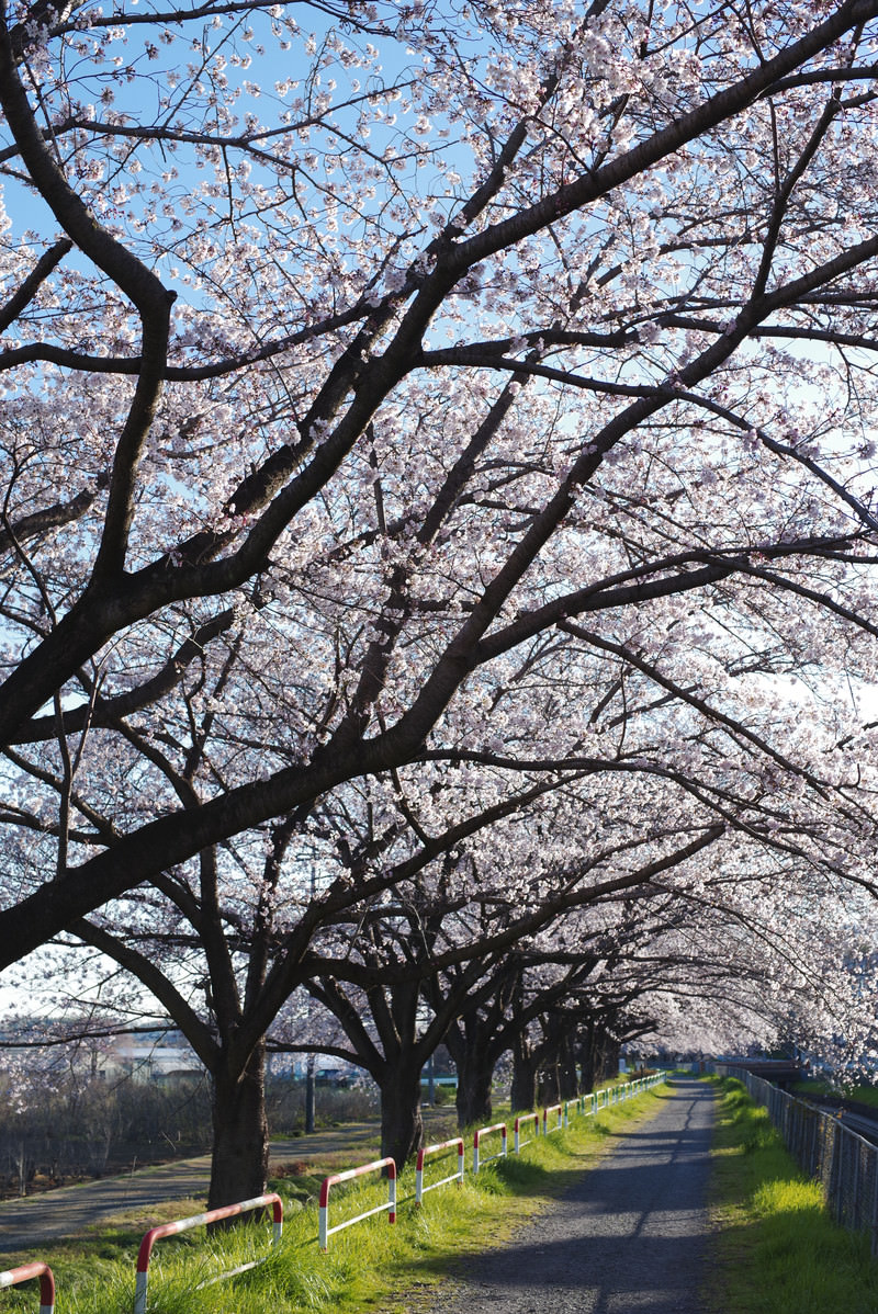 桜並木が続く見沼田んぼの用水路沿いの写真を無料ダウンロード フリー素材 ぱくたそ 桜並木が続く見沼田んぼの用水路沿いの写真を無料ダウンロード フリー素材 ぱくたそ