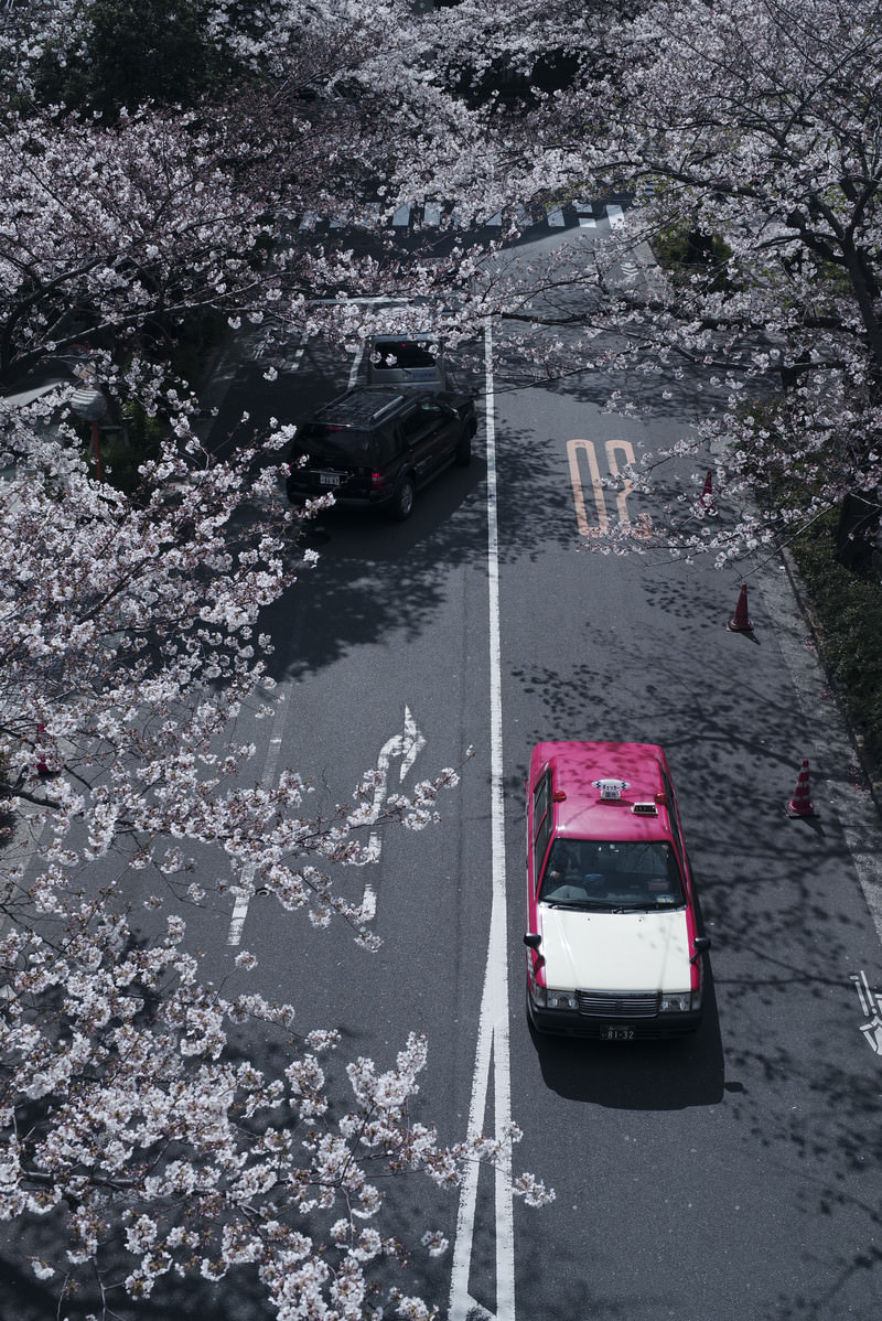 「桜咲く道を走るタクシー」の写真