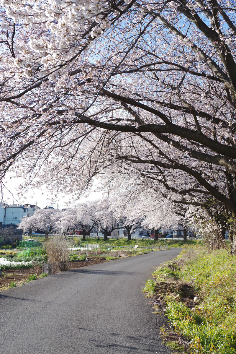 「桜満開の朝の見沼田んぼ | フリー素材のぱくたそ」の写真