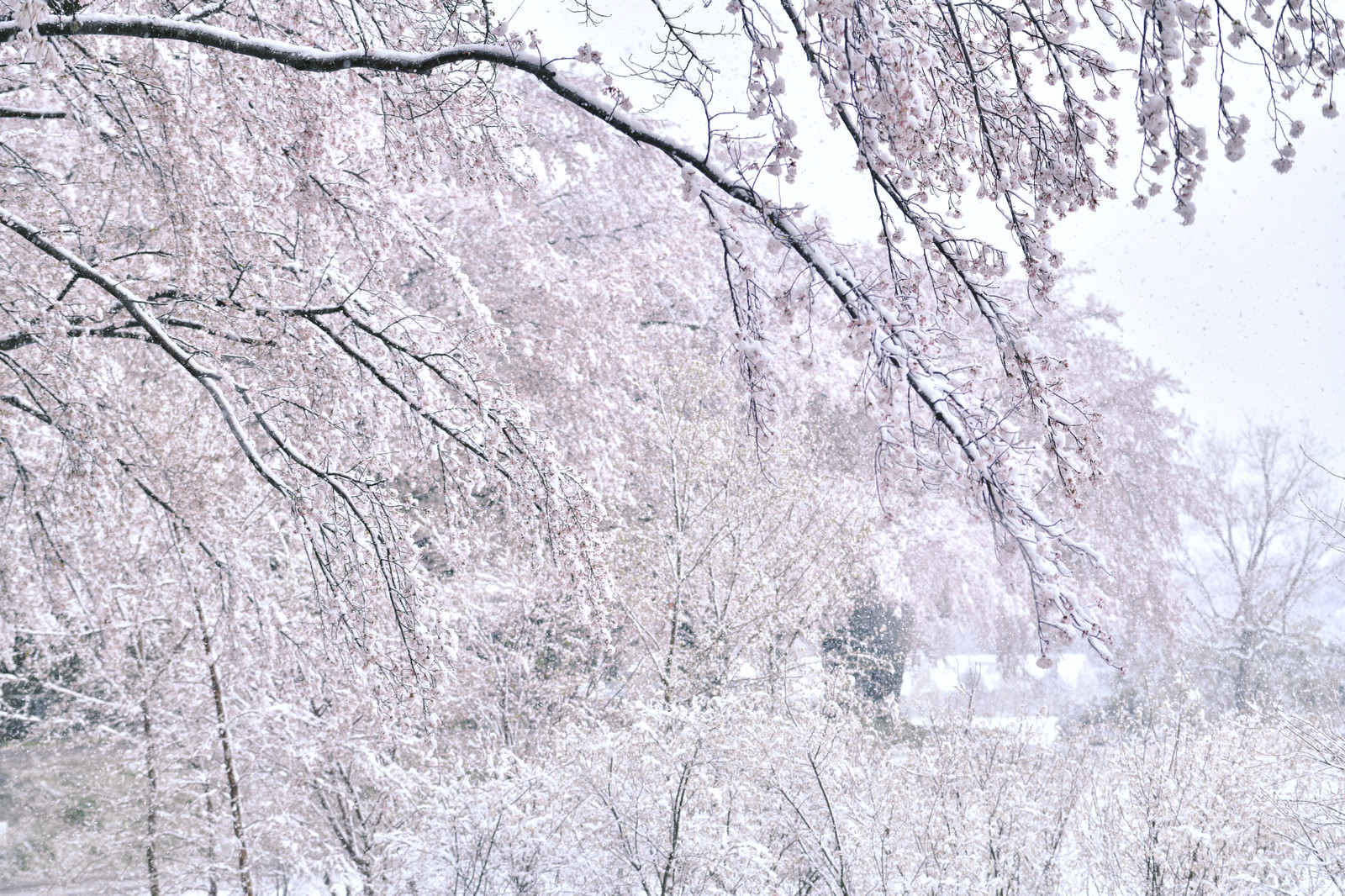 「真っ白な雪の中でも満開の桜 | フリー素材のぱくたそ」の写真