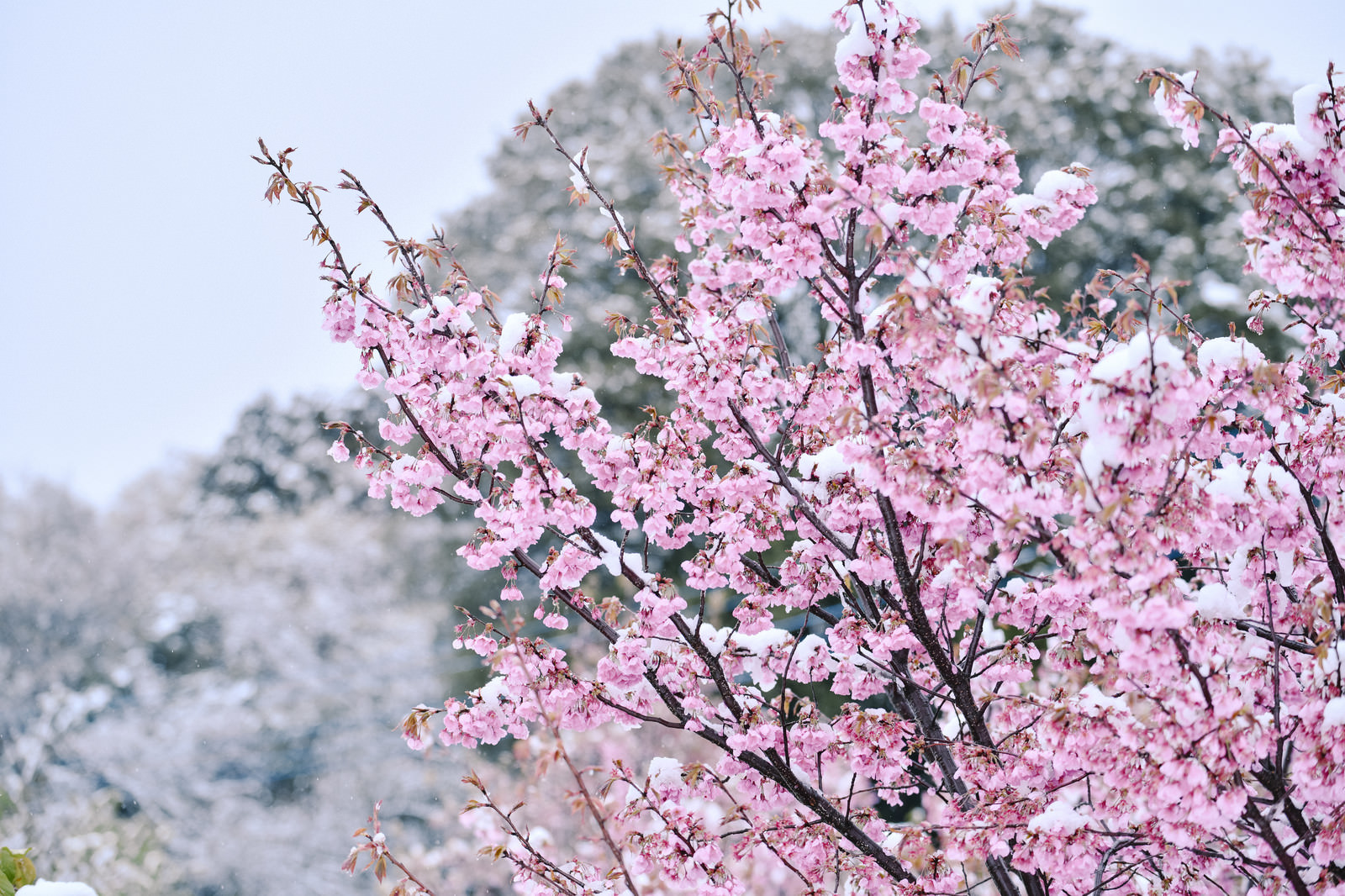雪と小彼岸桜 コヒガンザクラ の写真を無料ダウンロード フリー素材 ぱくたそ