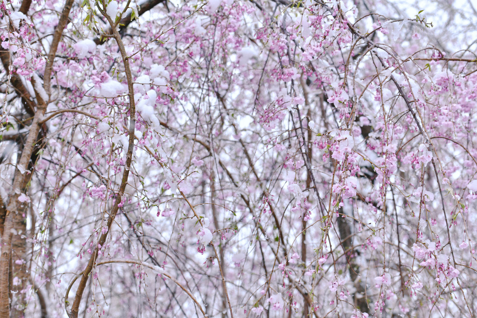 降りしきる雪に凍えるしだれ桜の写真を無料ダウンロード フリー素材 ぱくたそ 降りしきる雪に凍えるしだれ桜の写真を無料ダウンロード フリー素材 ぱくたそ