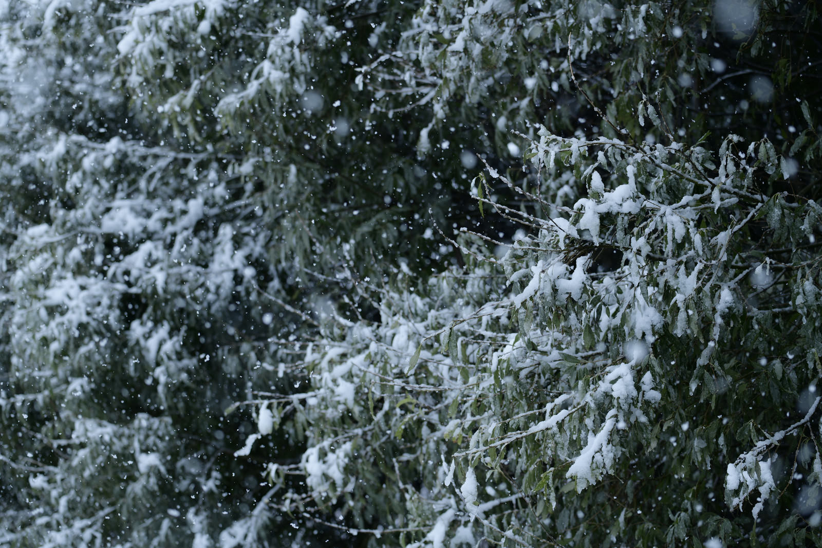 降りしきる 雪が 積もる よう に