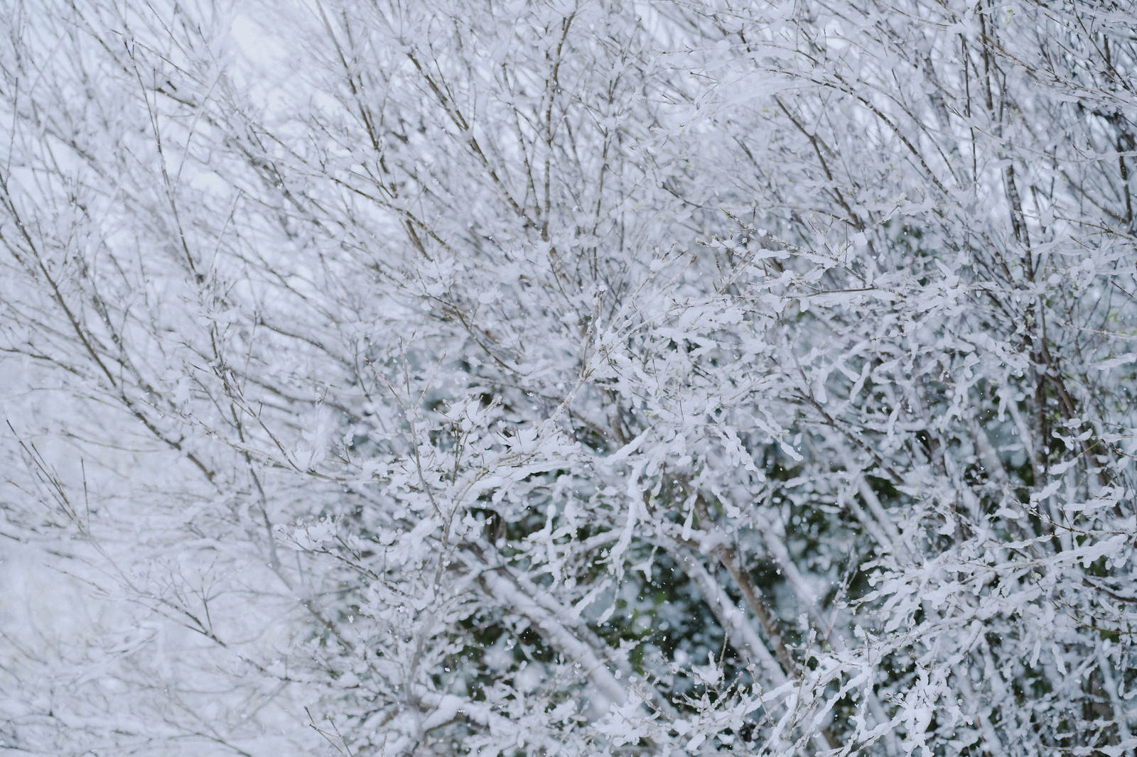 雨雪を纏った木々の枝の写真素材 ぱくたそ
