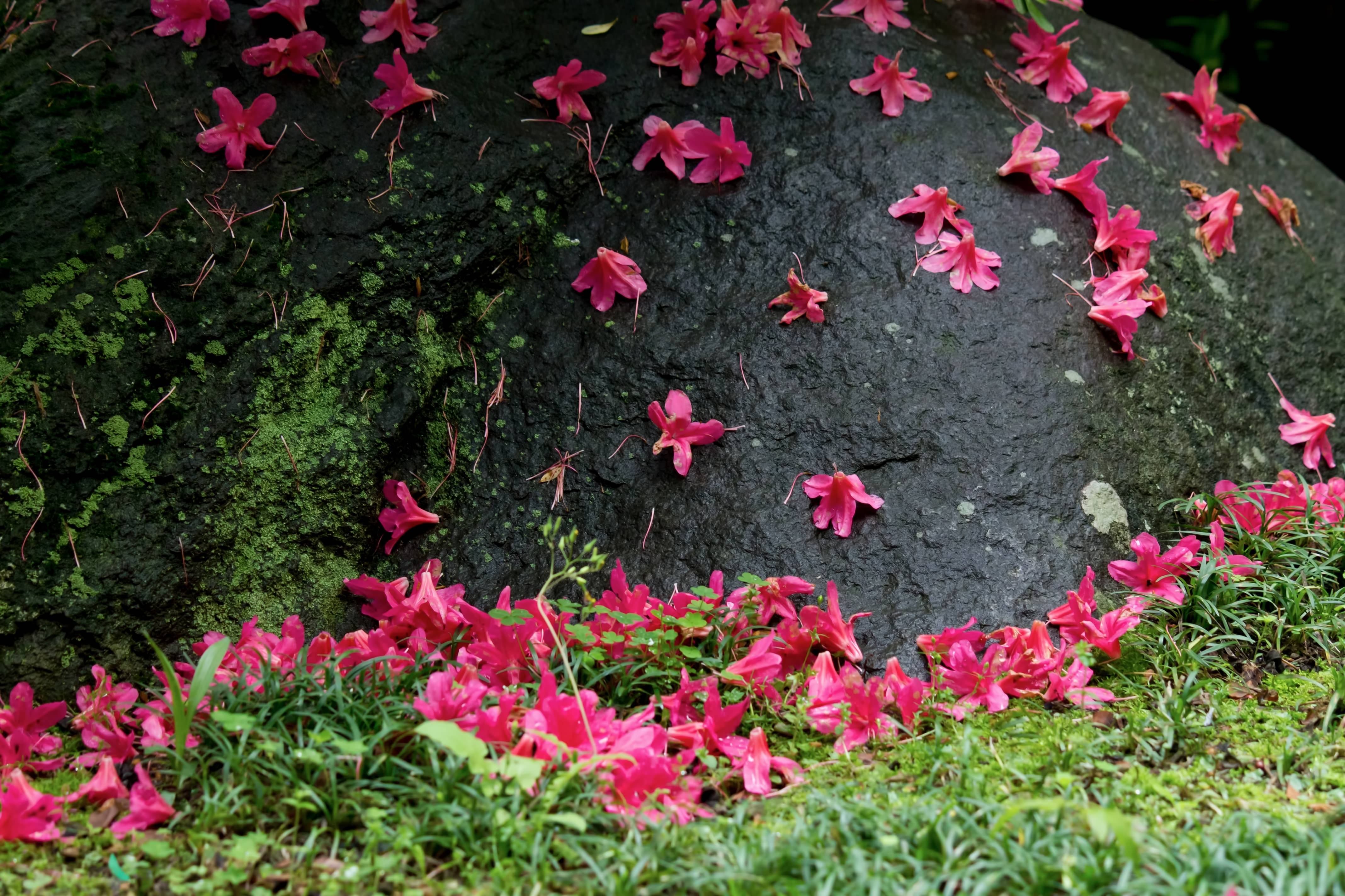 散ったつつじの花の写真を無料ダウンロード フリー素材 ぱくたそ 散ったつつじの花の写真を無料ダウンロード フリー素材 ぱくたそ