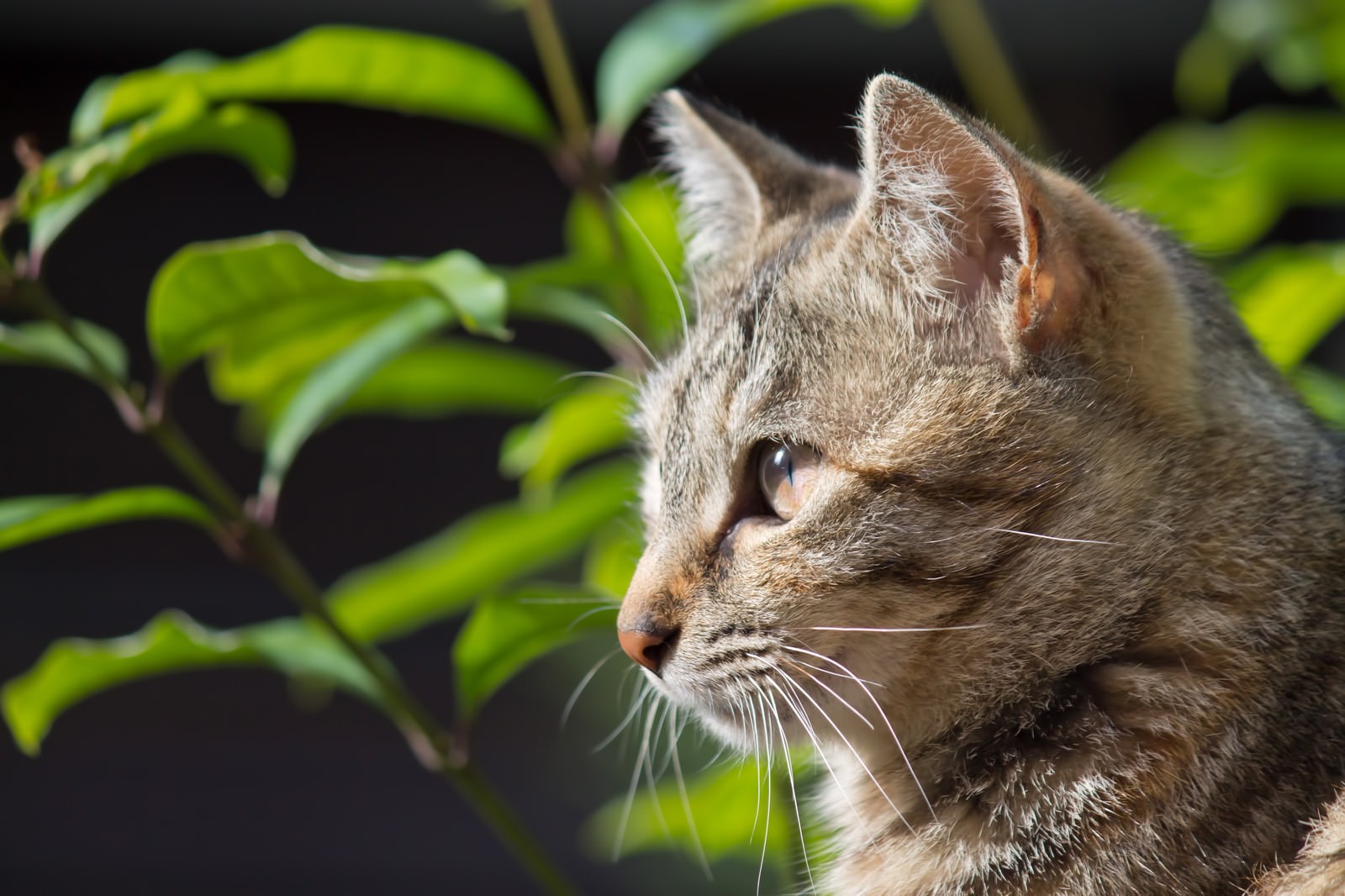 遠くを見つめる猫の写真を無料ダウンロード フリー素材 ぱくたそ