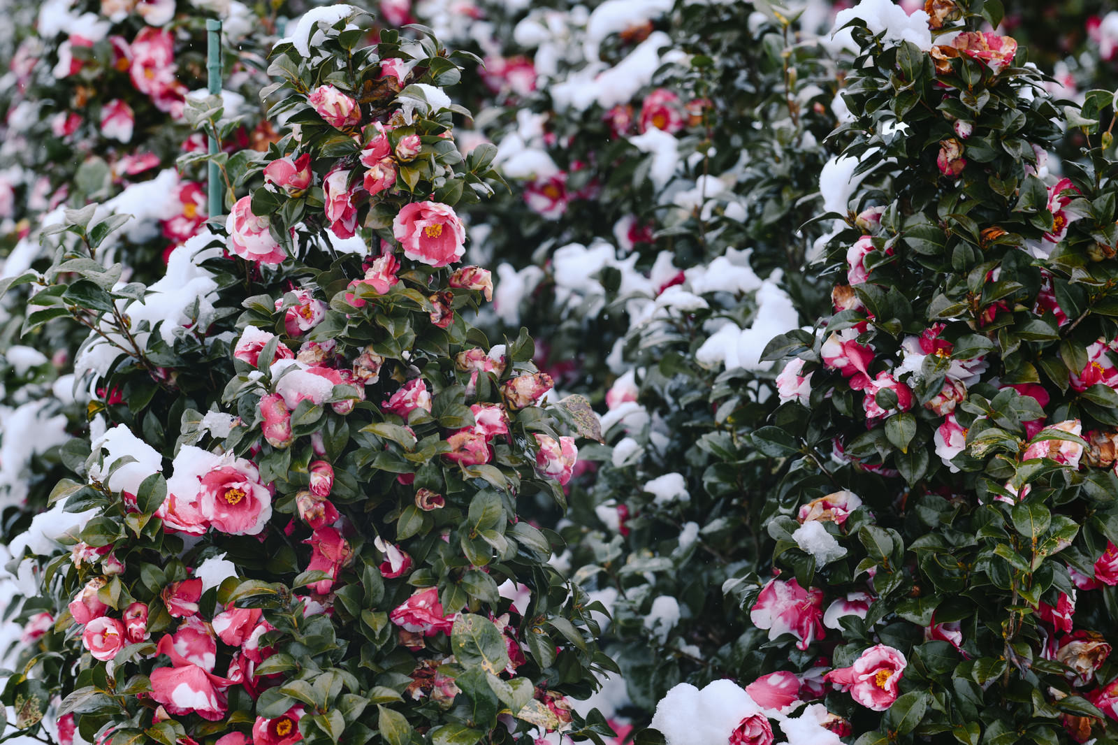 雪が降り積もる日の椿の写真を無料ダウンロード フリー素材 ぱくたそ