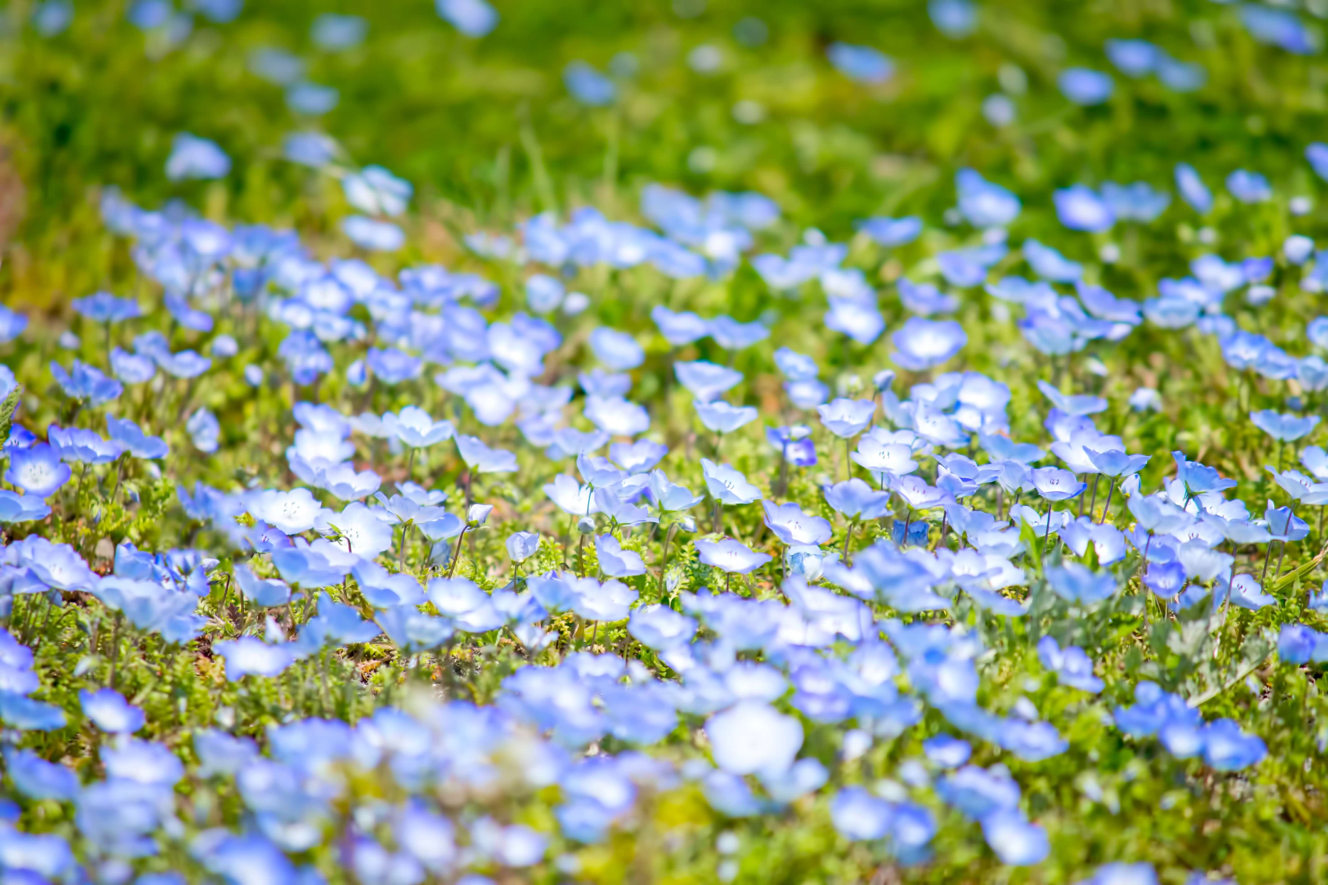 青い小さな花の写真を無料ダウンロード フリー素材 ぱくたそ