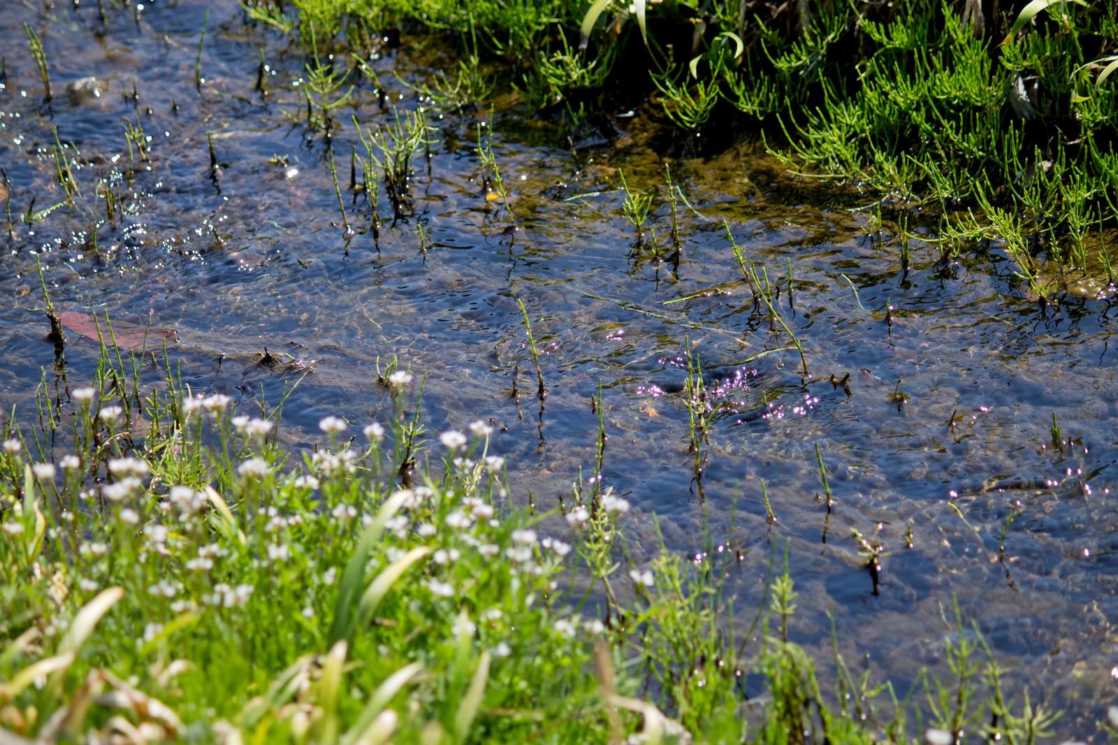 「春の小川 | フリー素材のぱくたそ」の写真