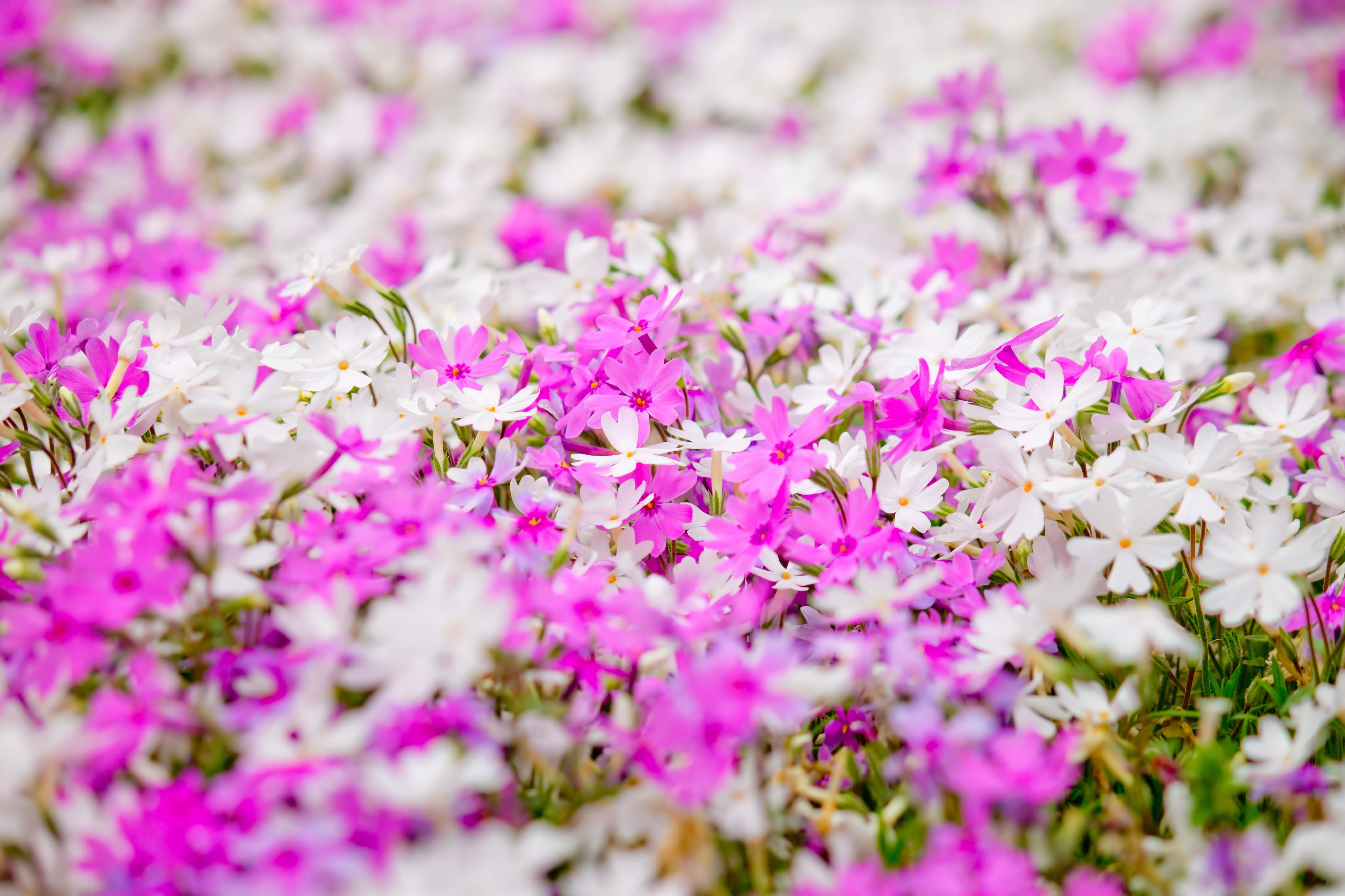 一面に咲くピンクと白い花の写真素材 ぱくたそ