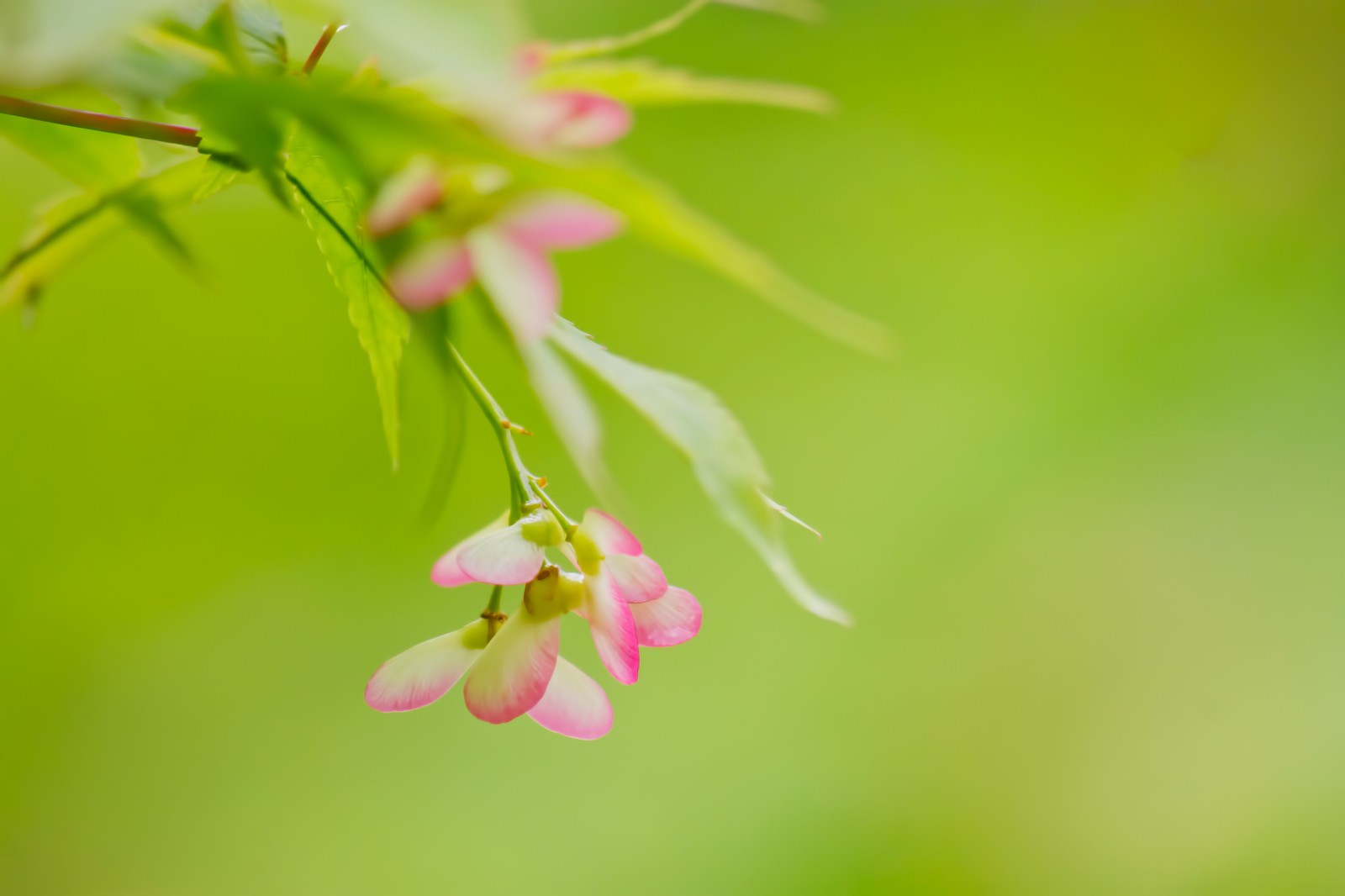 楓のつぼみの写真素材 ぱくたそ