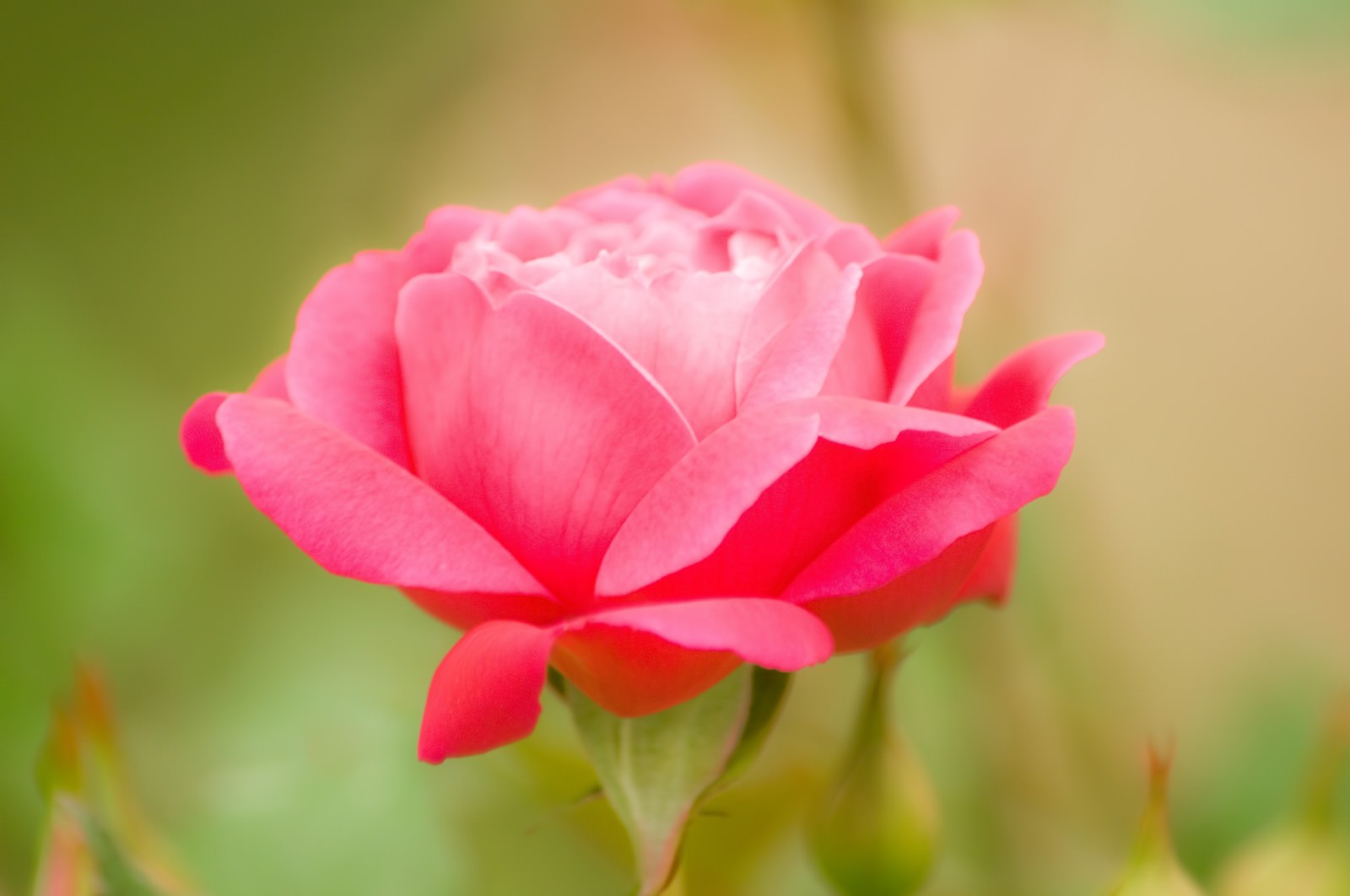 ピンクの薔薇の写真 画像 を無料ダウンロード フリー素材のぱくたそ
