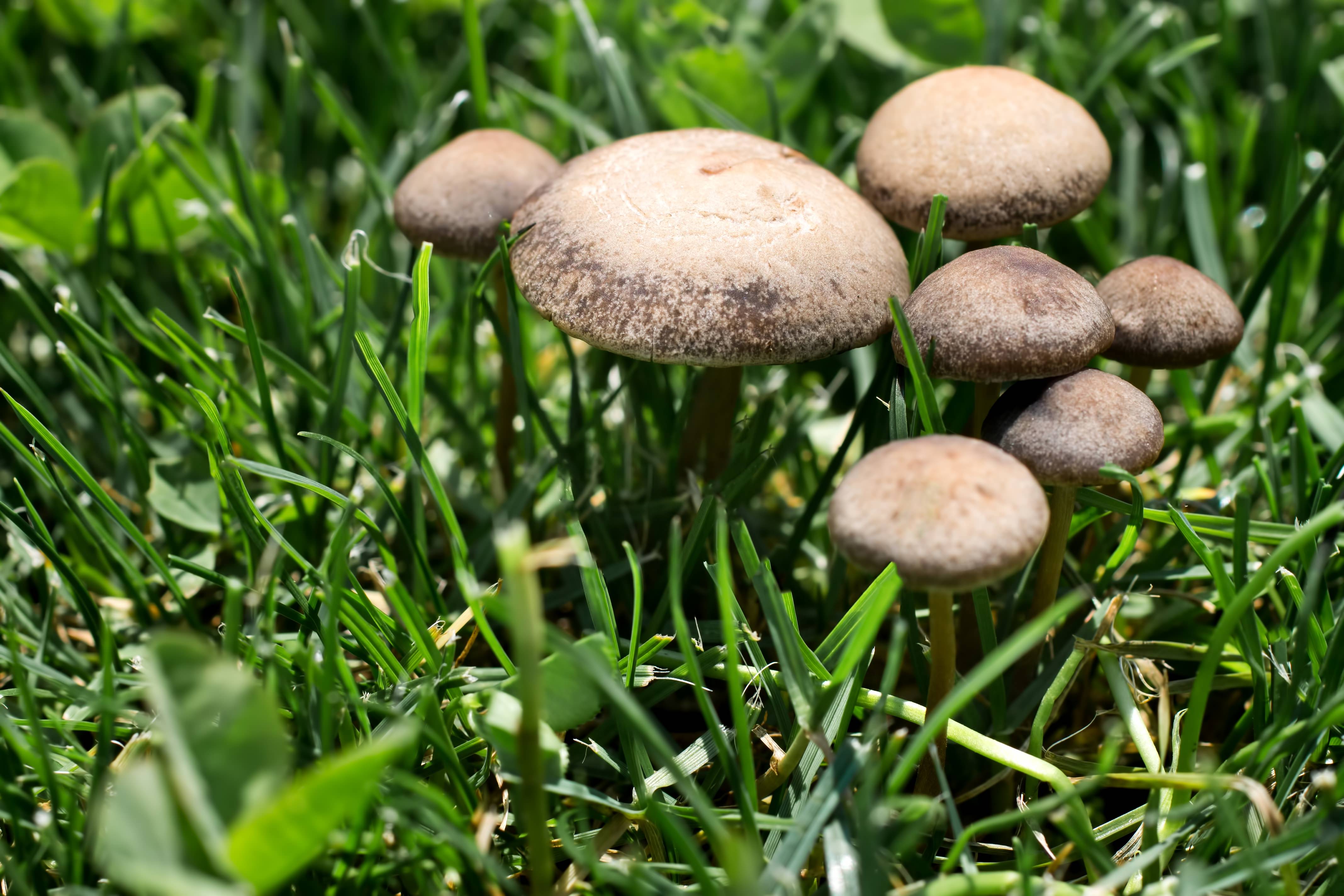 芝生 に 生える キノコ 食べ れる