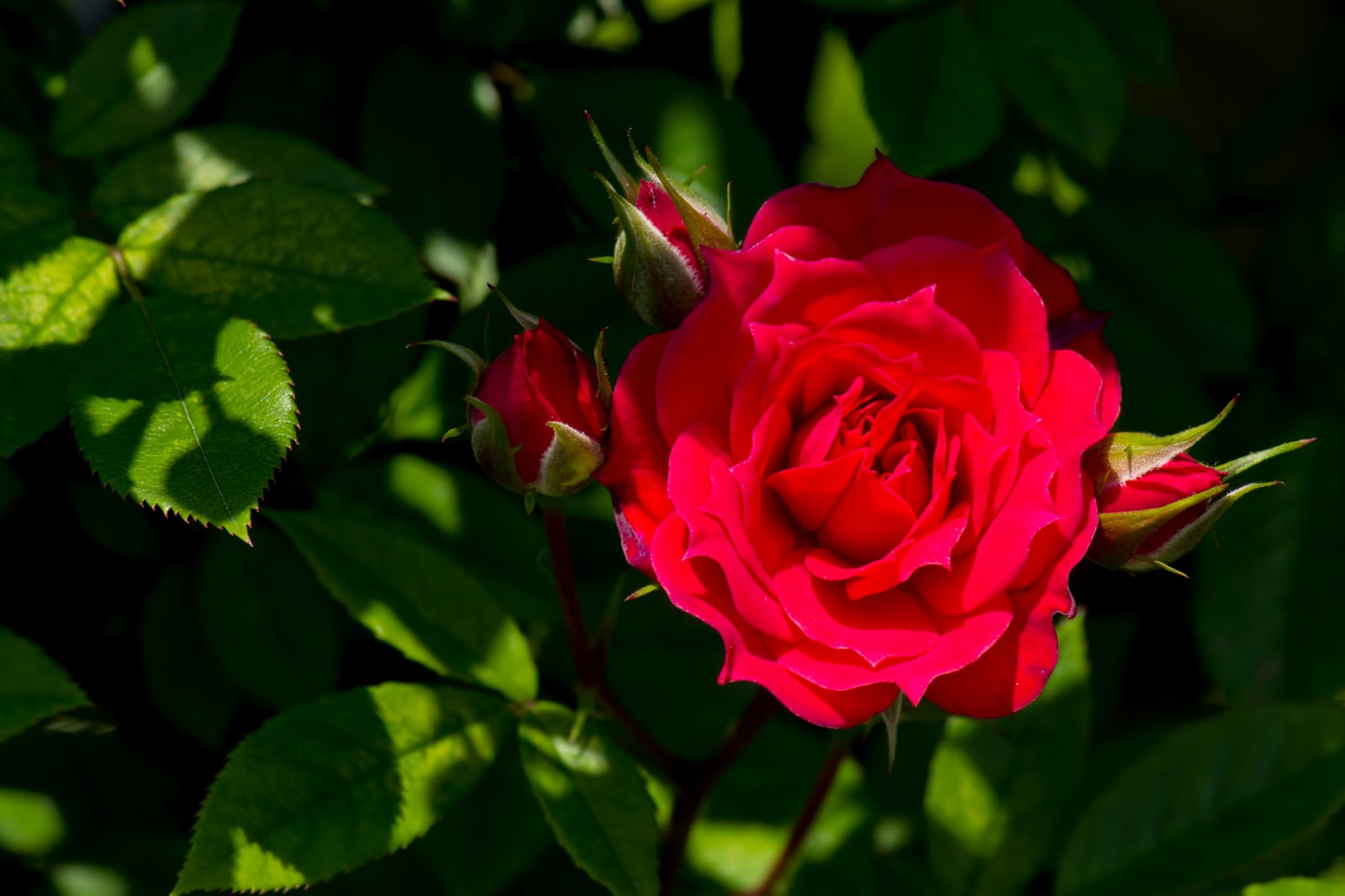 真紅の赤い薔薇の写真を無料ダウンロード フリー素材 ぱくたそ