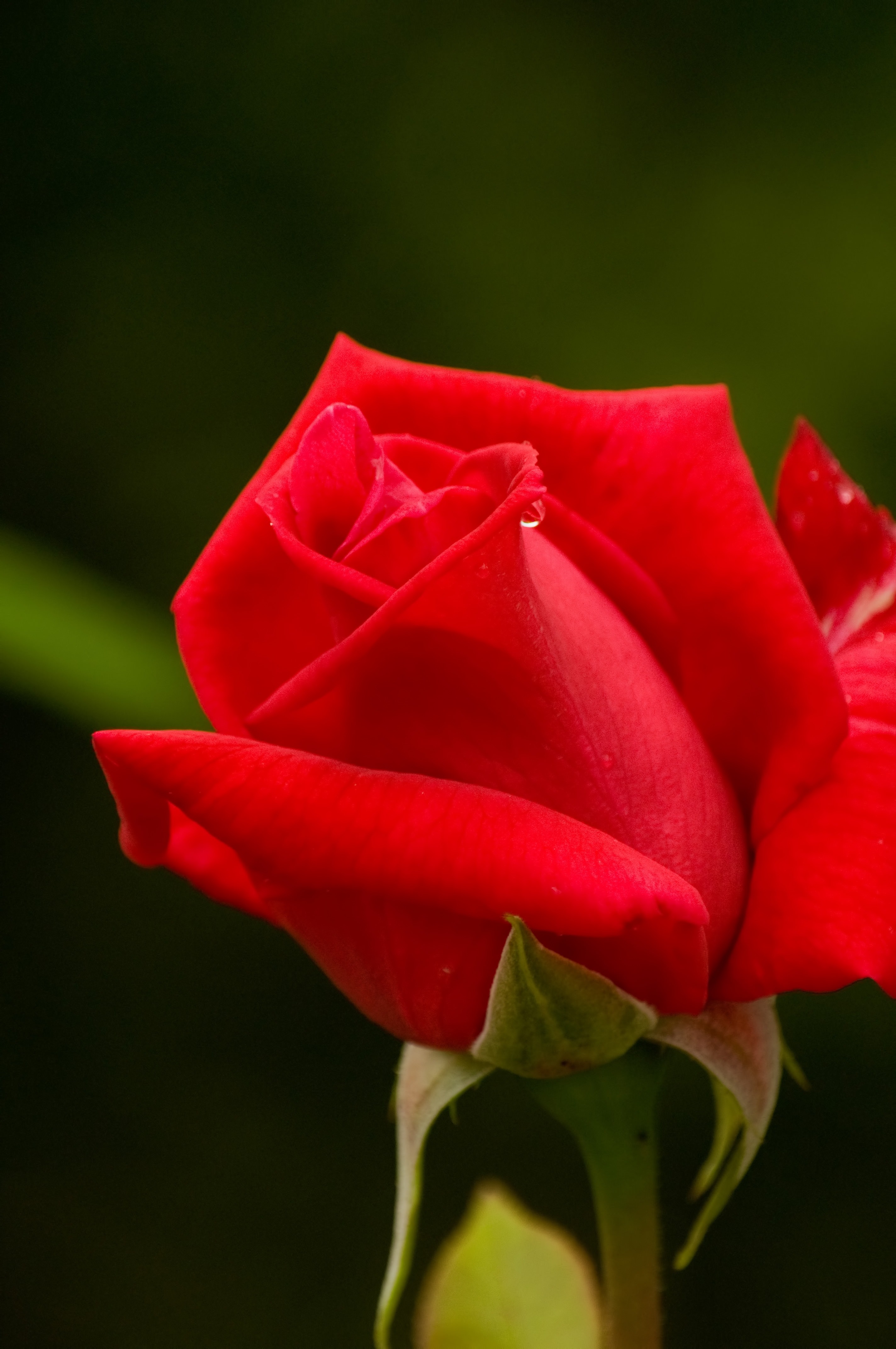 赤いバラの写真 フリー素材は ぱくたそ 写真を無料ダウンロード