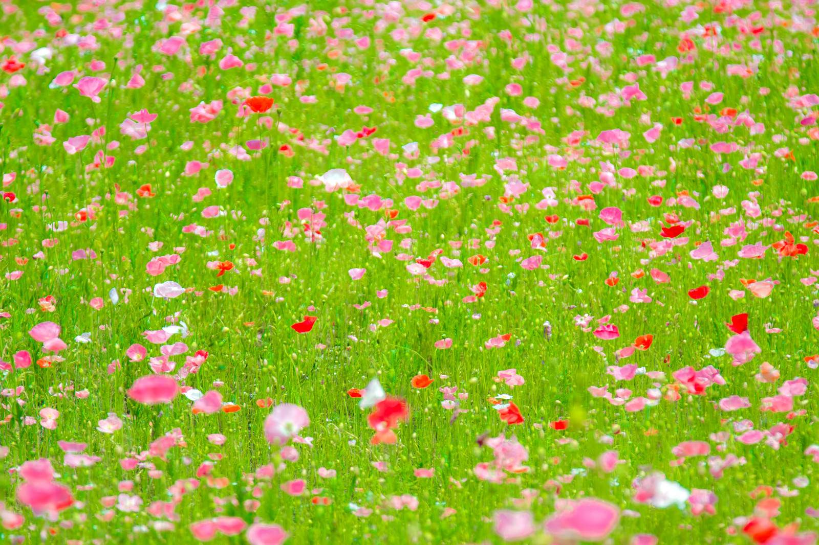 ポピーの花々の写真を無料ダウンロード フリー素材 ぱくたそ