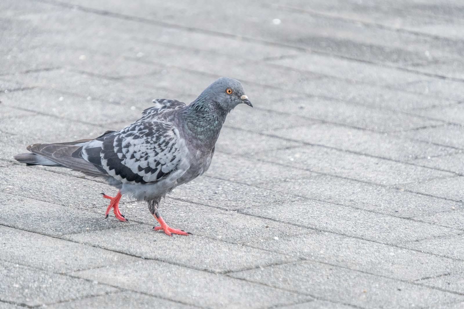 どこかに向かう鳩 の写真素材 ぱくたそ