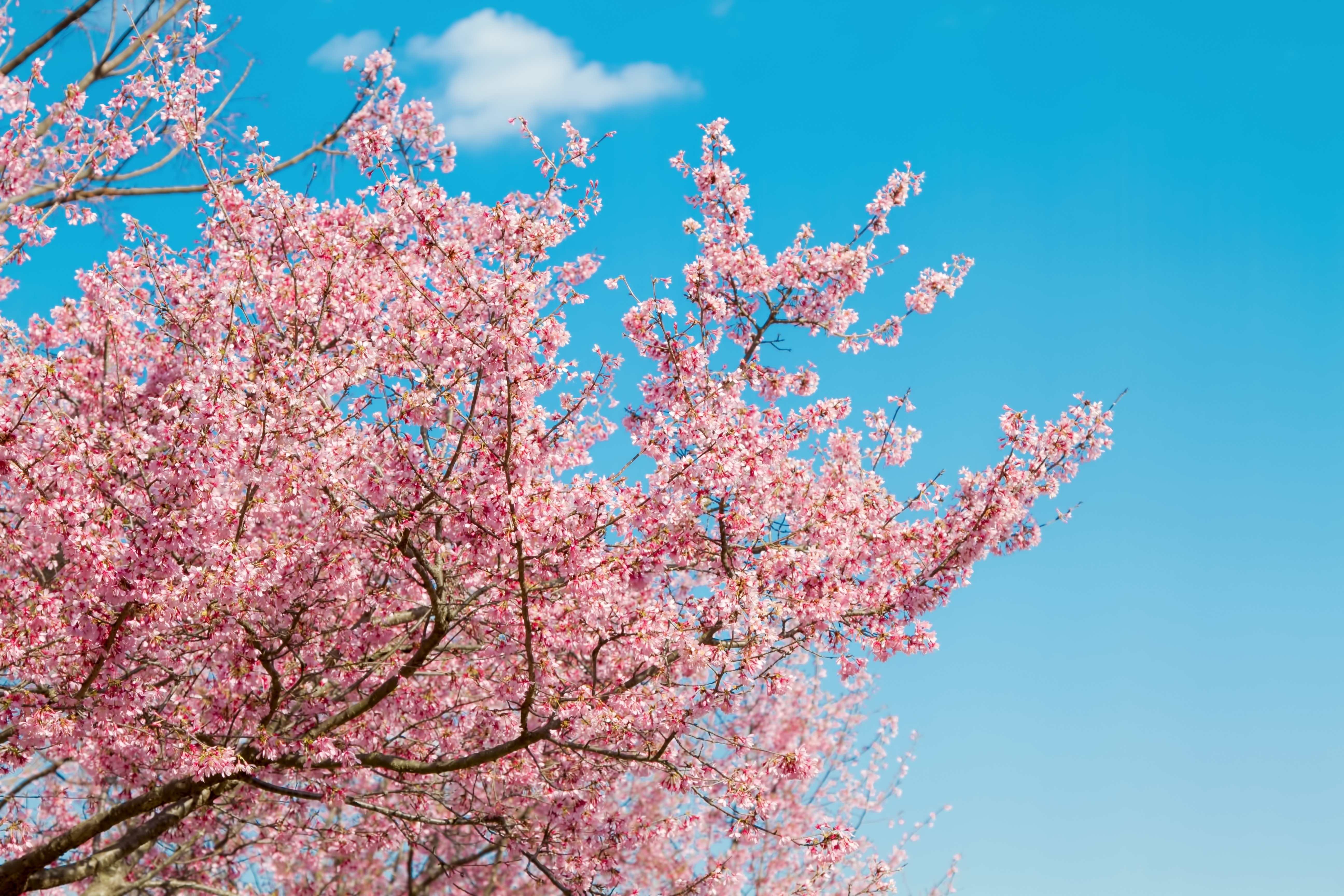 青空と桜の木の写真素材 ぱくたそ