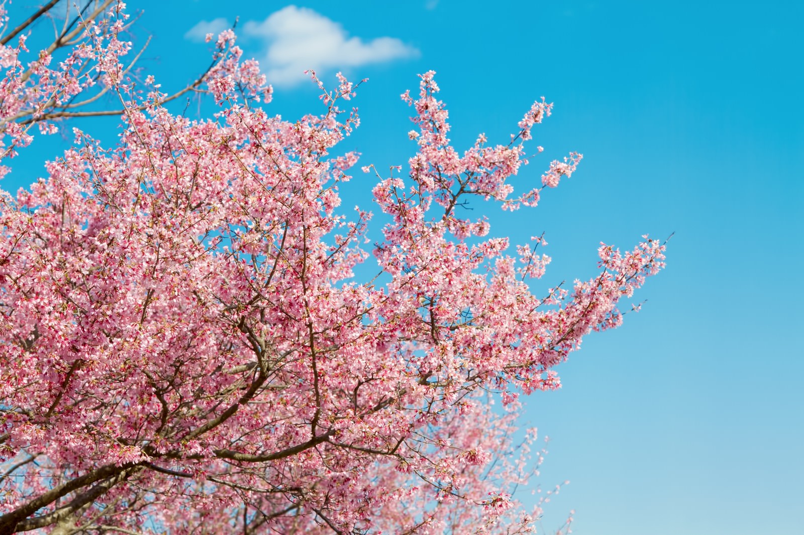 青空と桜の木の写真を無料ダウンロード フリー素材 ぱくたそ