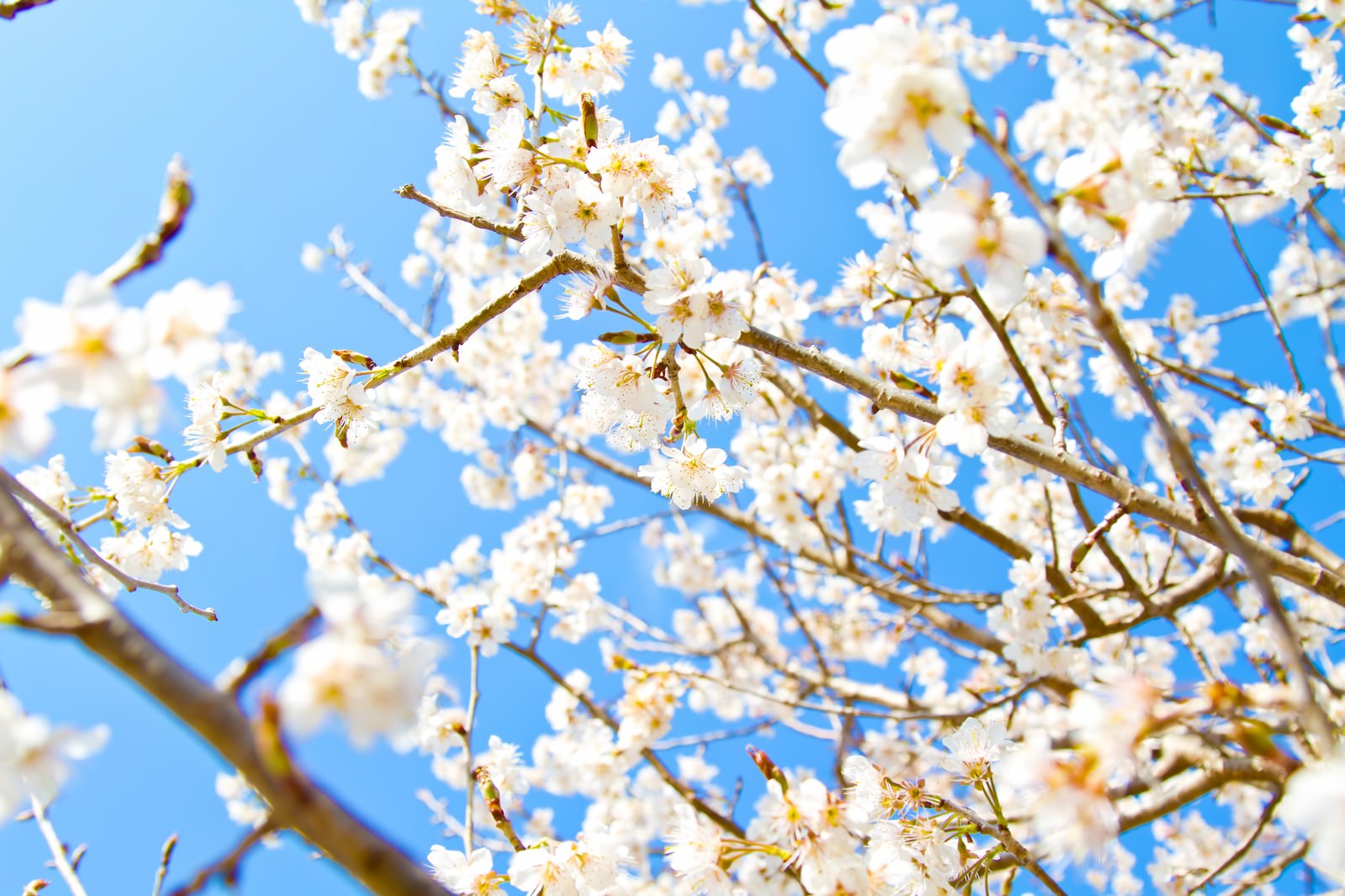 青空と白い桜の写真 画像 を無料ダウンロード フリー素材のぱくたそ