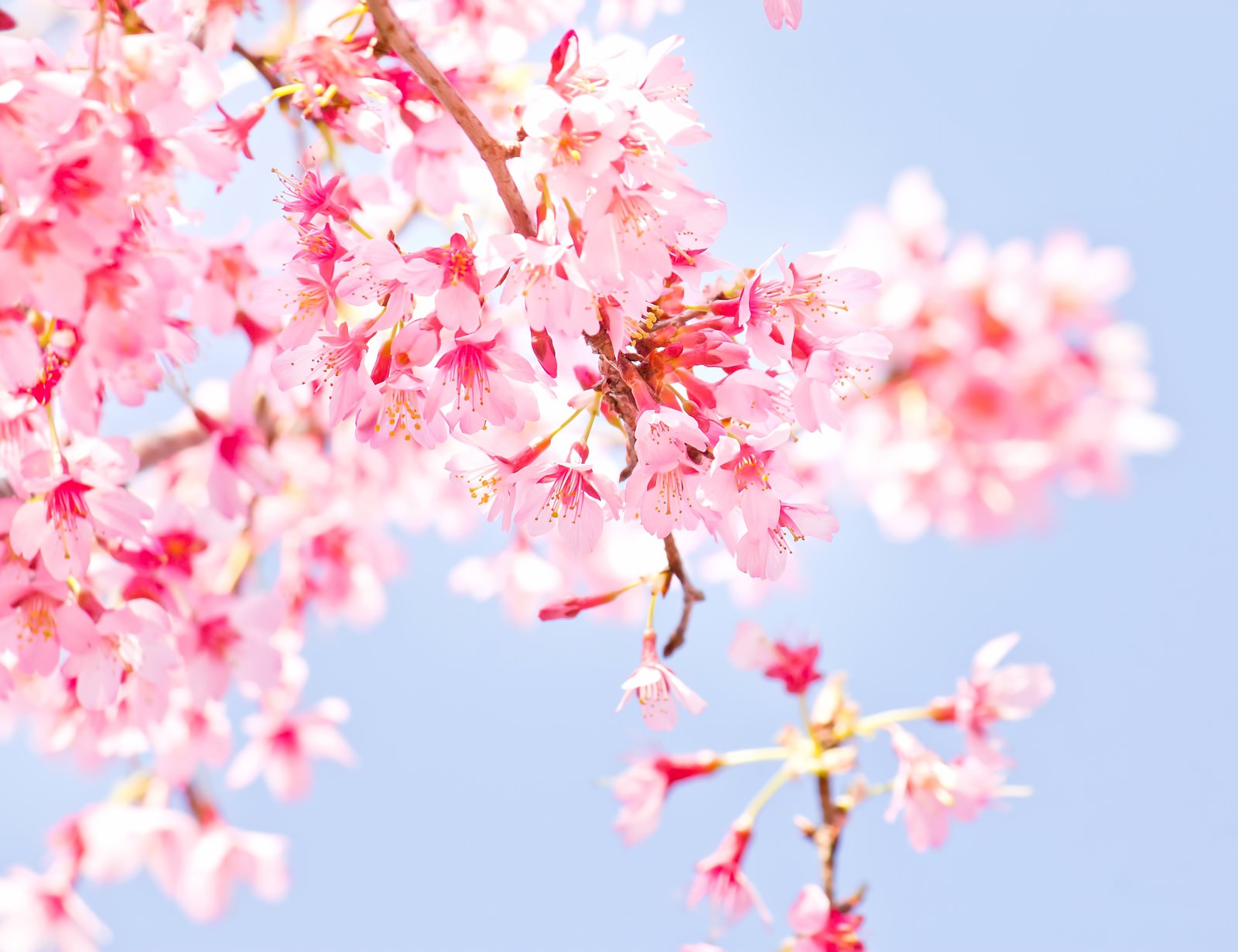 小春日和の桜の写真素材 ぱくたそ