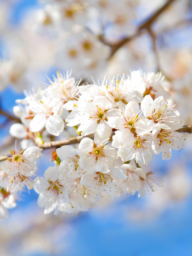満開の白桜の写真素材 ぱくたそ