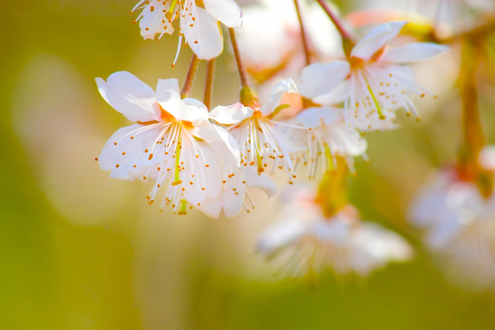 おしべとめしべが見える白い桜の写真素材 ぱくたそ