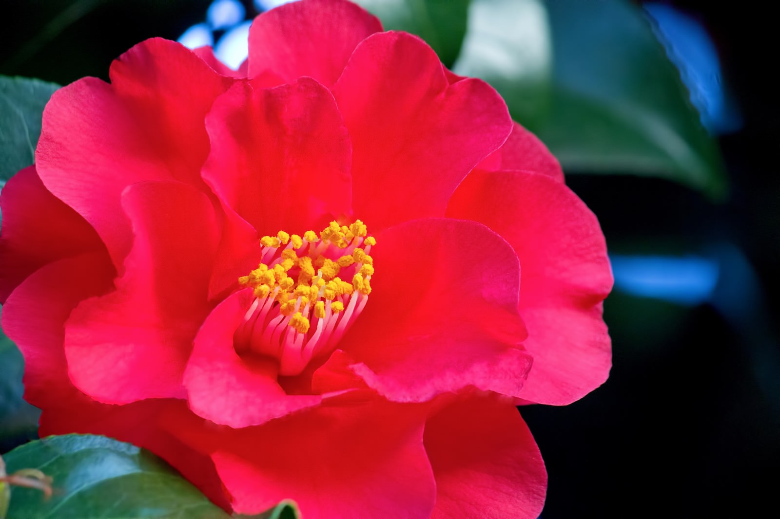 真っ赤な椿の花の写真素材 ぱくたそ
