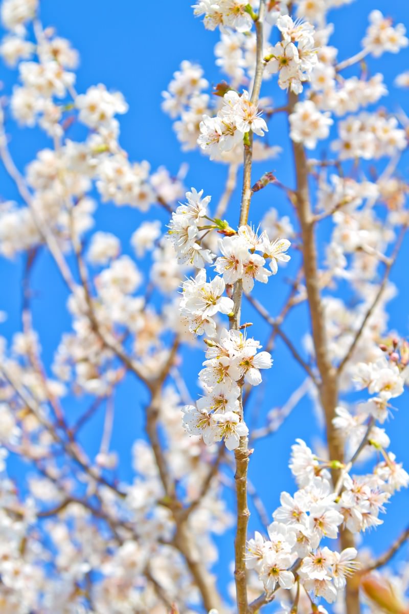 サクラサクの写真素材 ぱくたそ