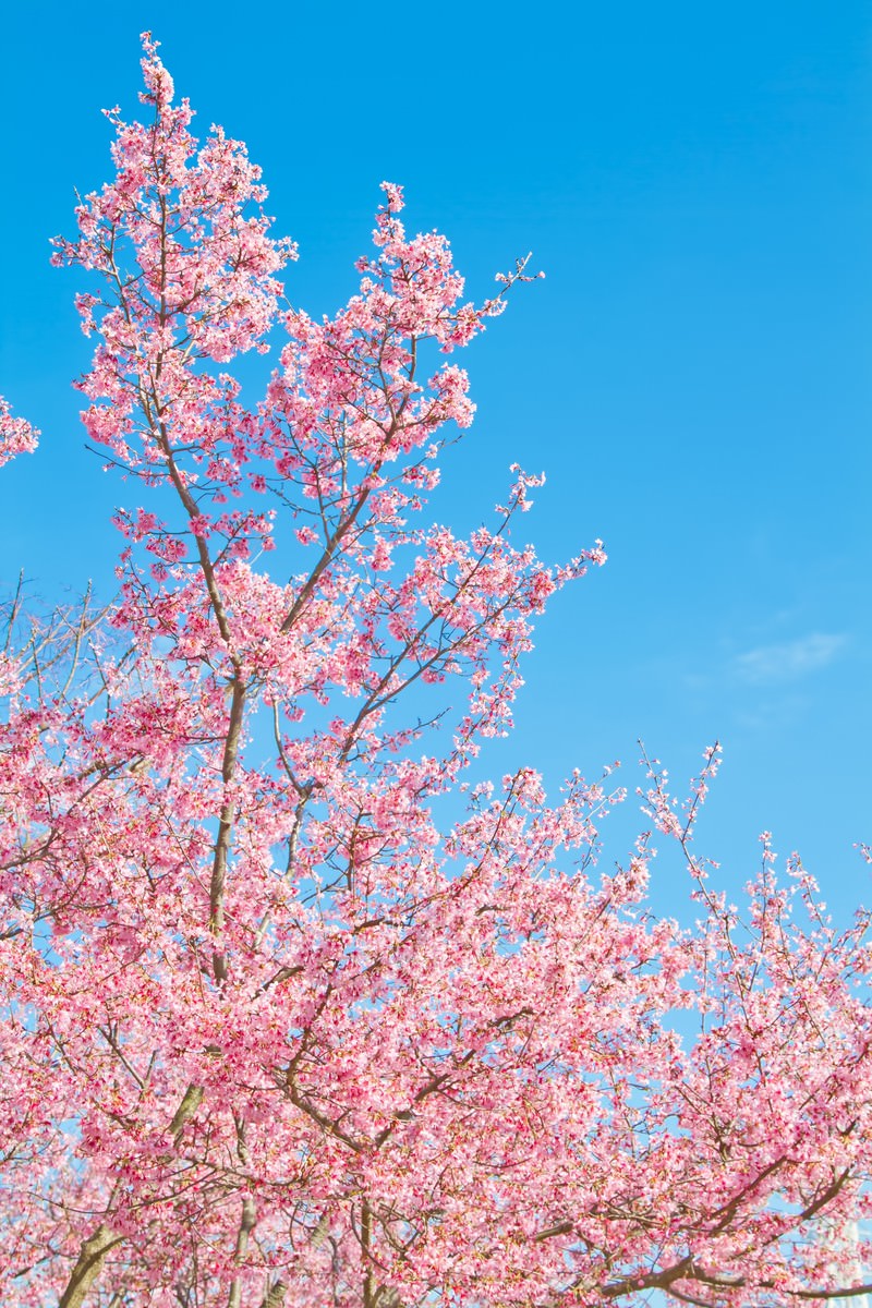 透き通る青空と桜の写真素材 ぱくたそ