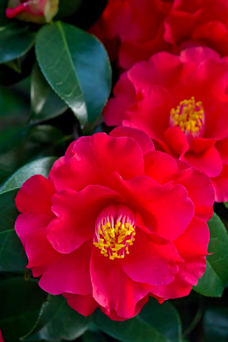 赤く咲いた椿の花の写真素材 ぱくたそ