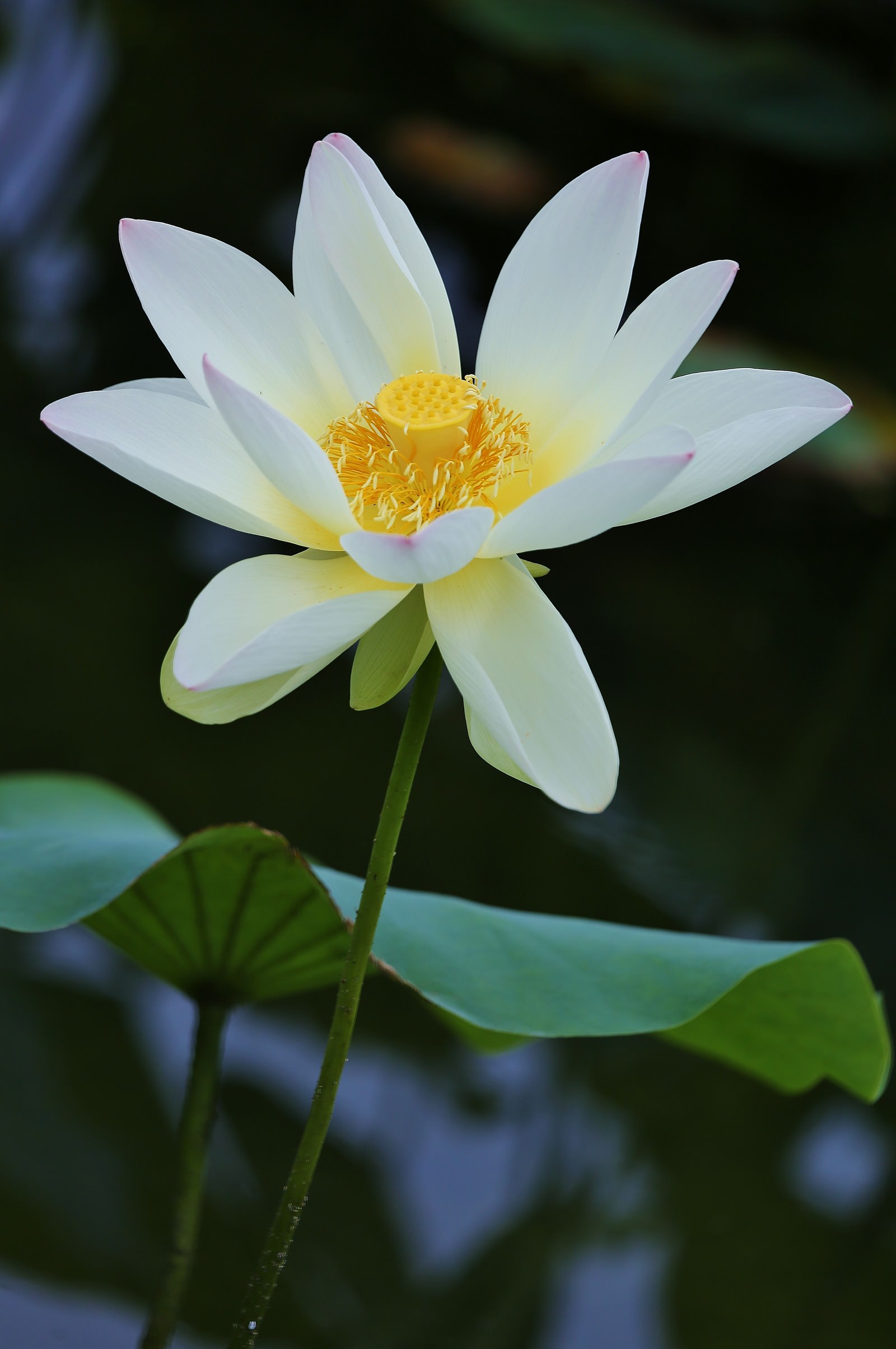 開花した蓮の花の写真素材 ぱくたそ