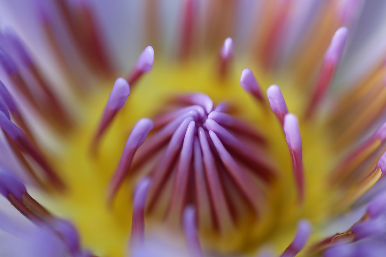 「蓮の花弁（雄しべ） | フリー素材のぱくたそ」の写真