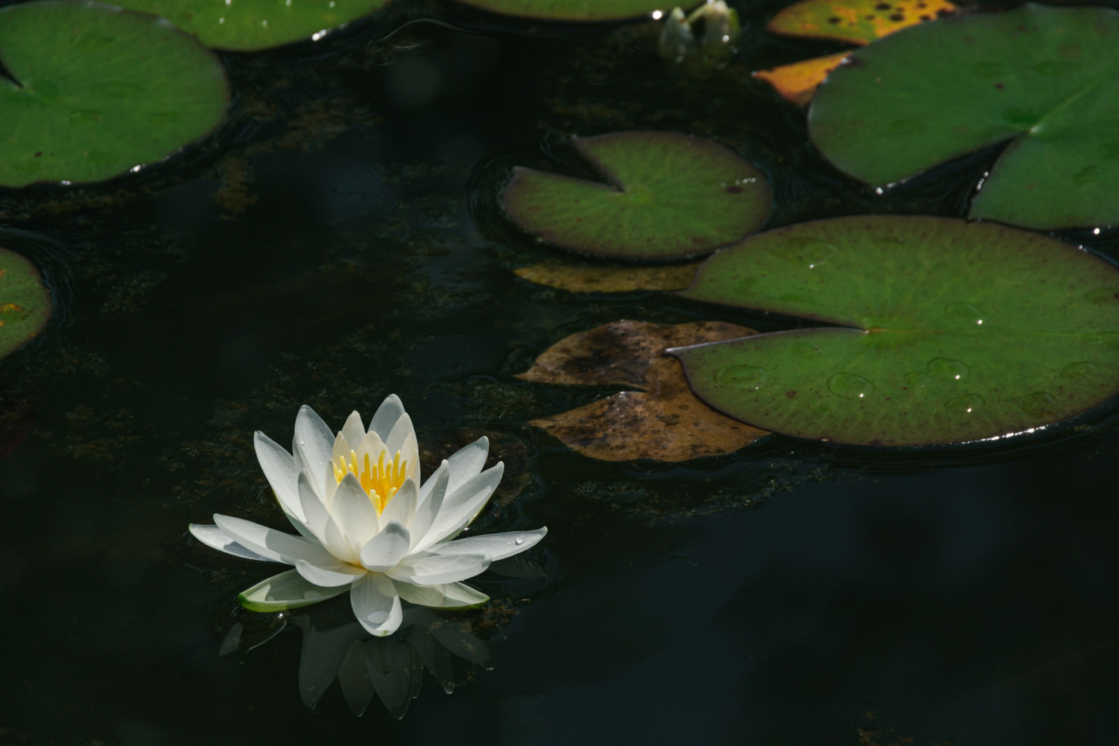 池に浮かぶ蓮の花と葉の写真素材 ぱくたそ