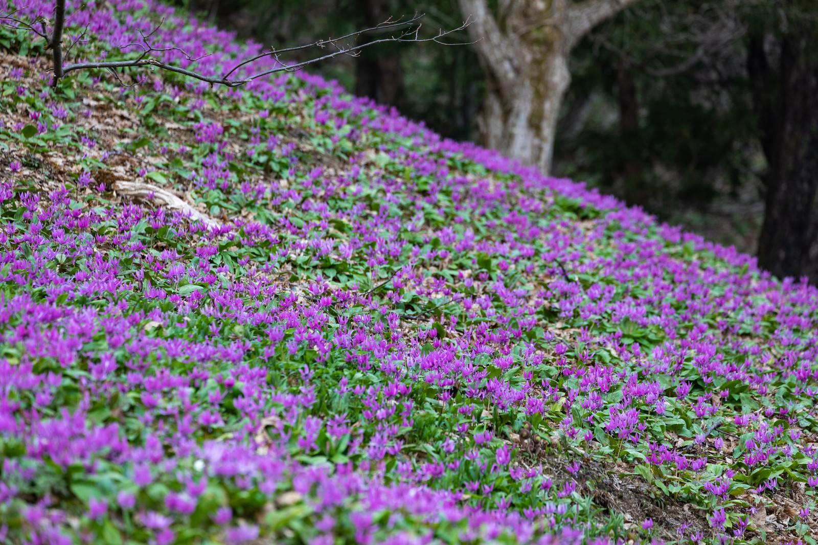 一面カタクリの花の写真を無料ダウンロード フリー素材 ぱくたそ