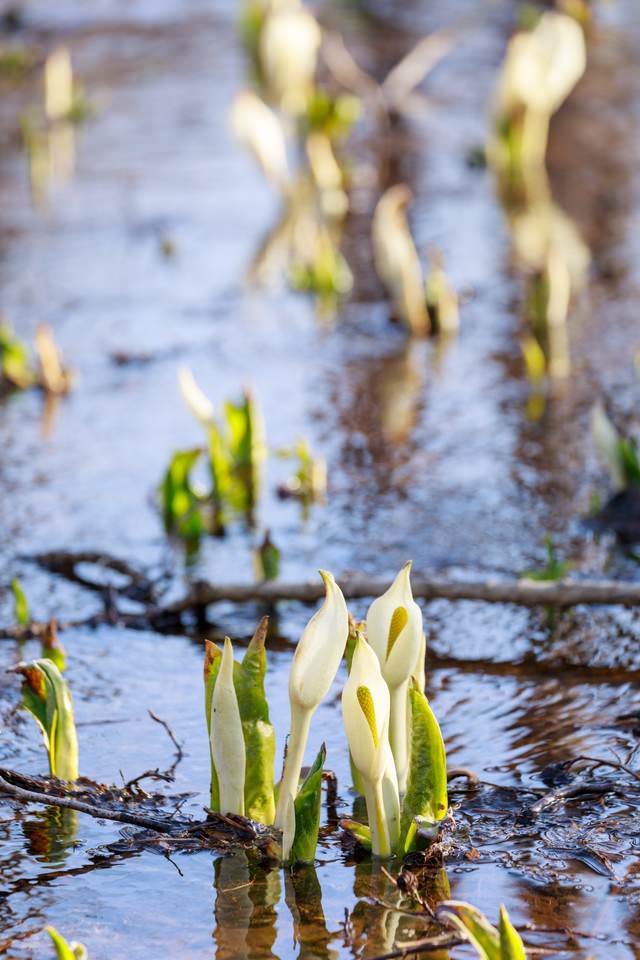 雪解けの水芭蕉の写真 画像 フリー素材 ぱくたそ