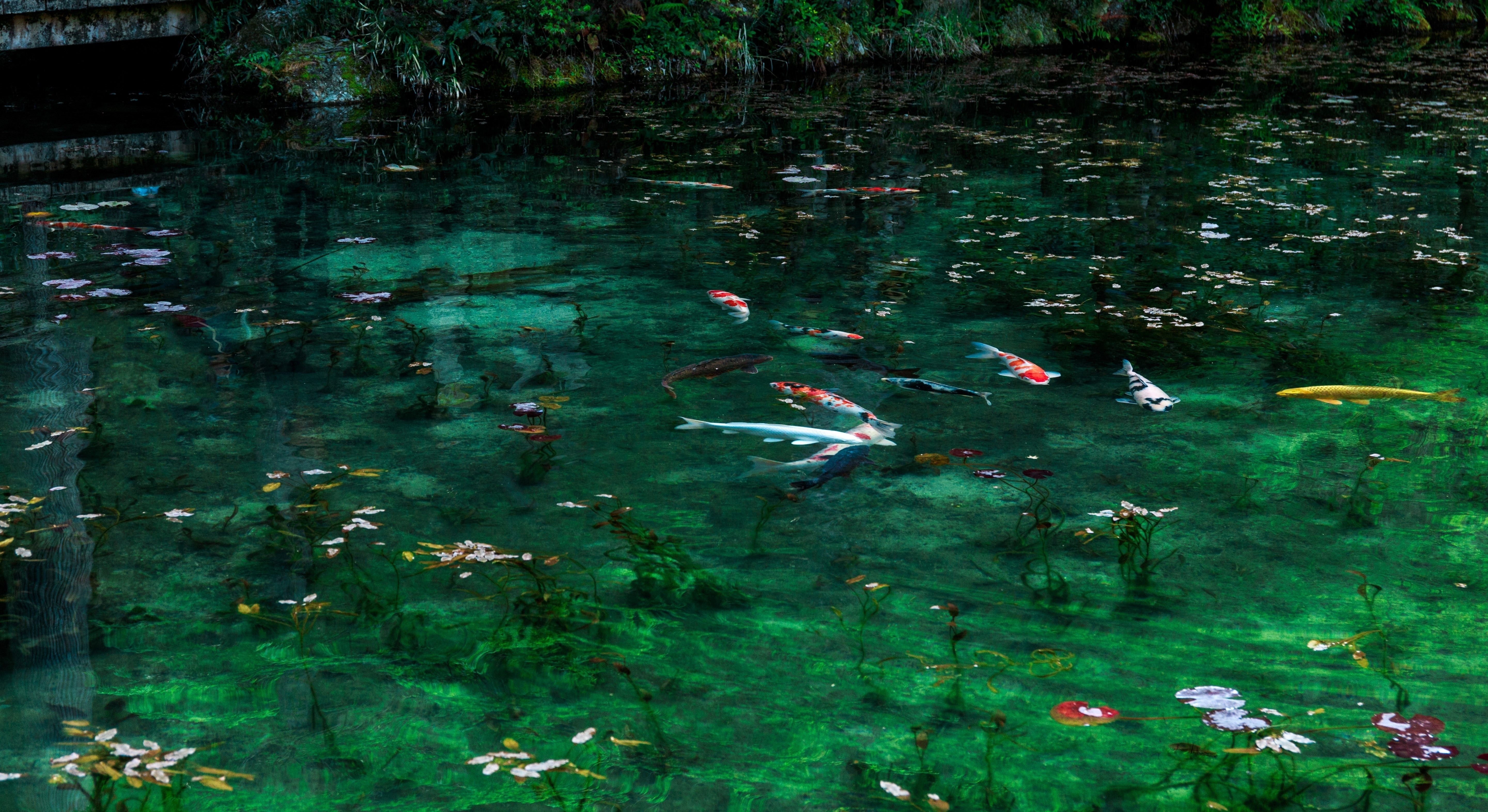 岐阜県関市のモネの池と鯉の写真 画像 を無料ダウンロード フリー素材のぱくたそ