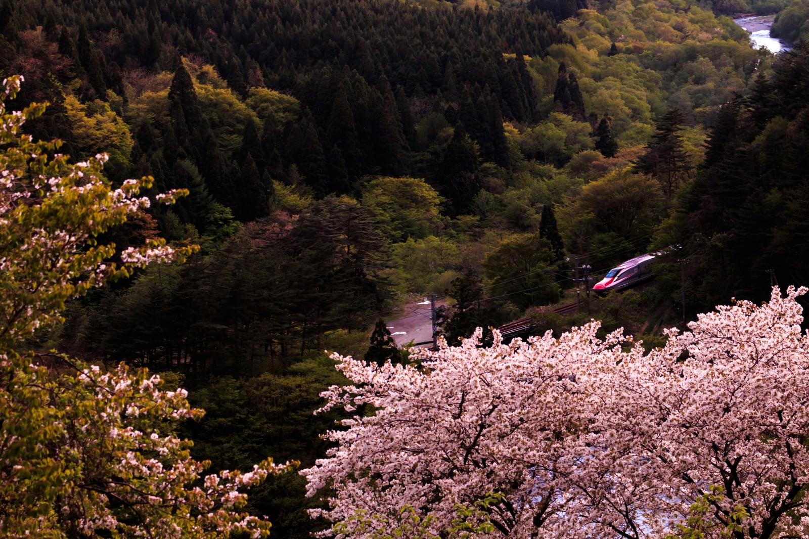 「桜と谷間を走るこまち号桜と谷間を走るこまち号」のフリー写真素材を拡大