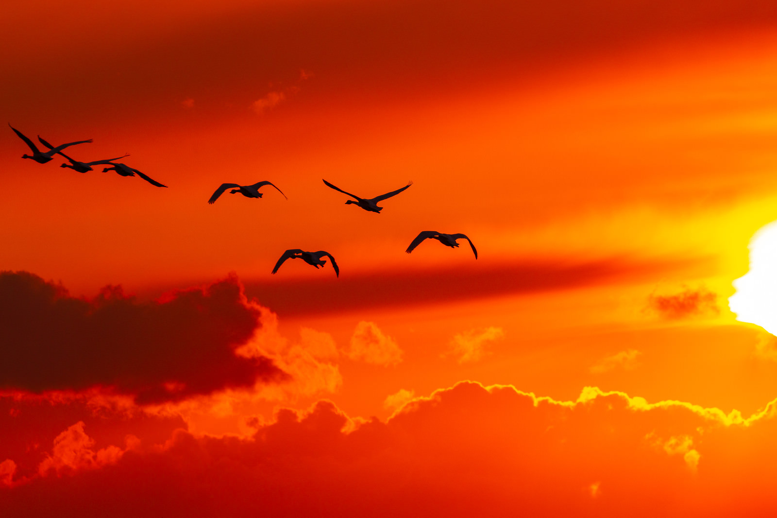 夕焼け空と白鳥の写真 画像 を無料ダウンロード フリー素材のぱくたそ