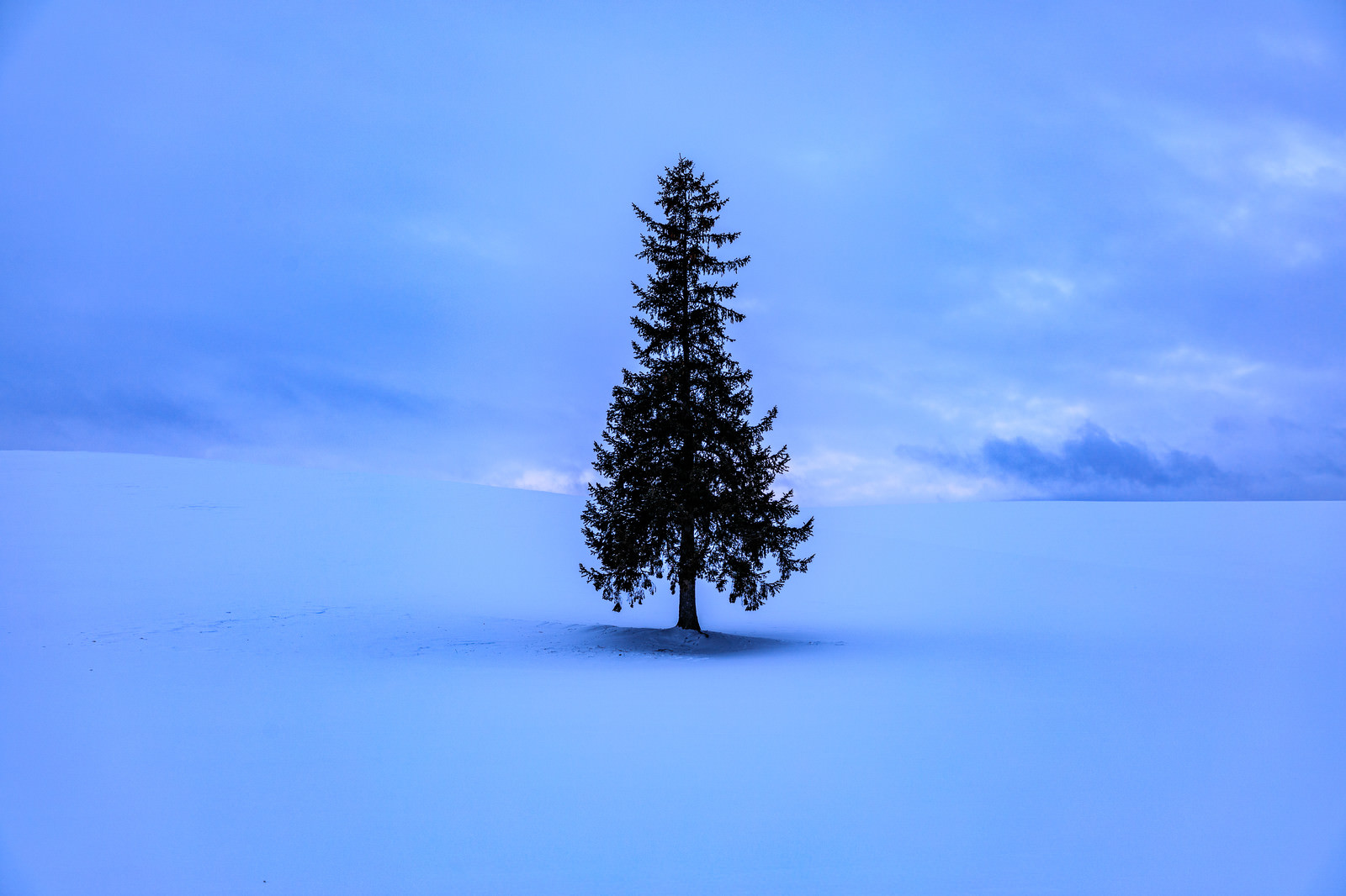 「雪原に立つ孤独な木」の写真