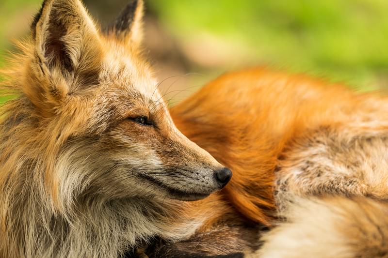 キツネの横顔の写真素材 ぱくたそ