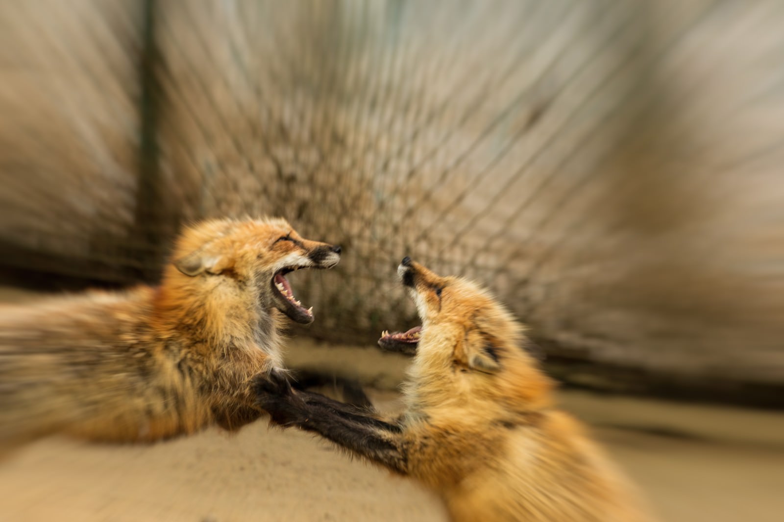 俺のプリン食ったのお前か の写真素材 ぱくたそ