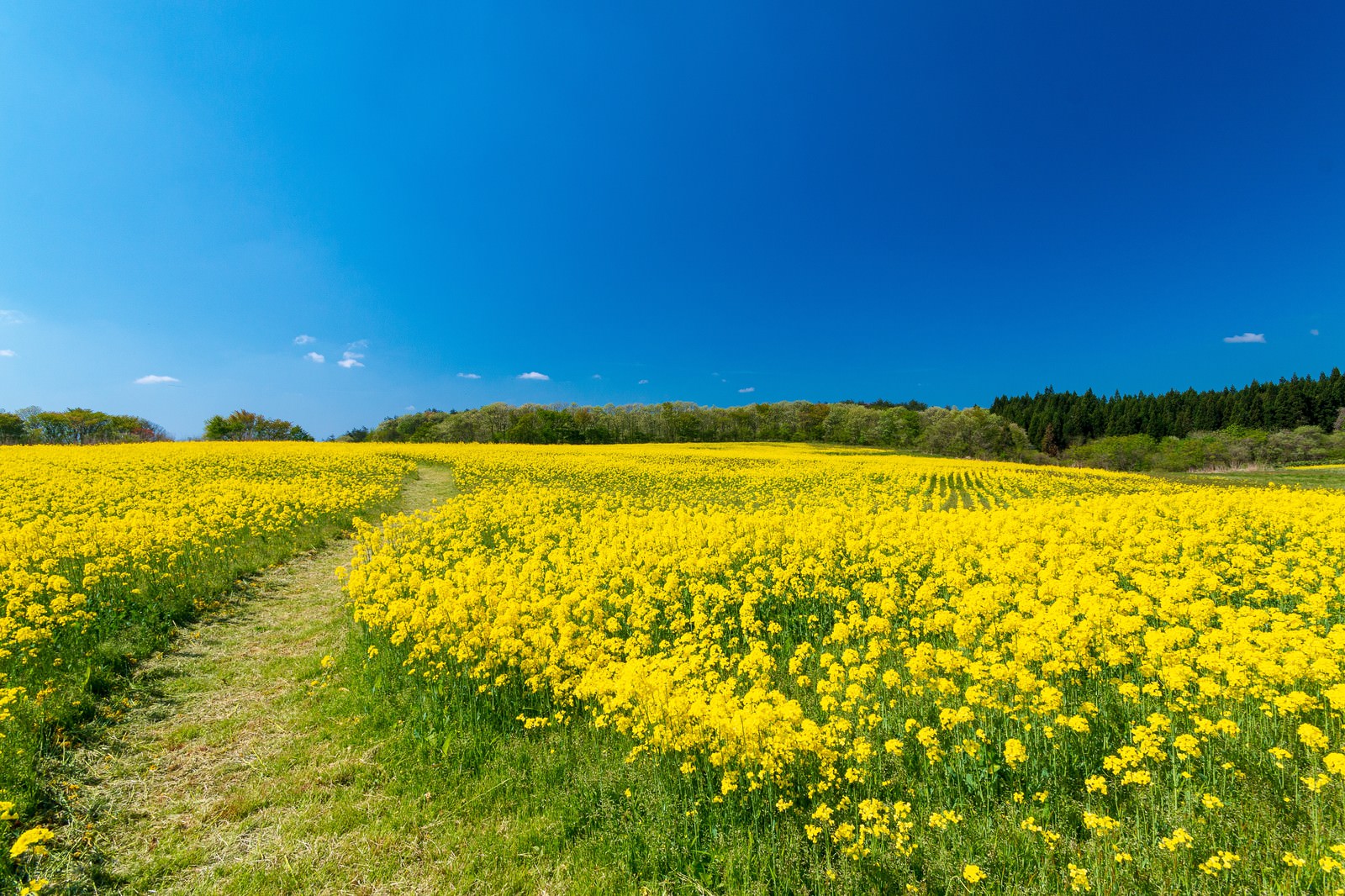 菜の花畑を抜ける小道の写真素材 - ぱくたそ