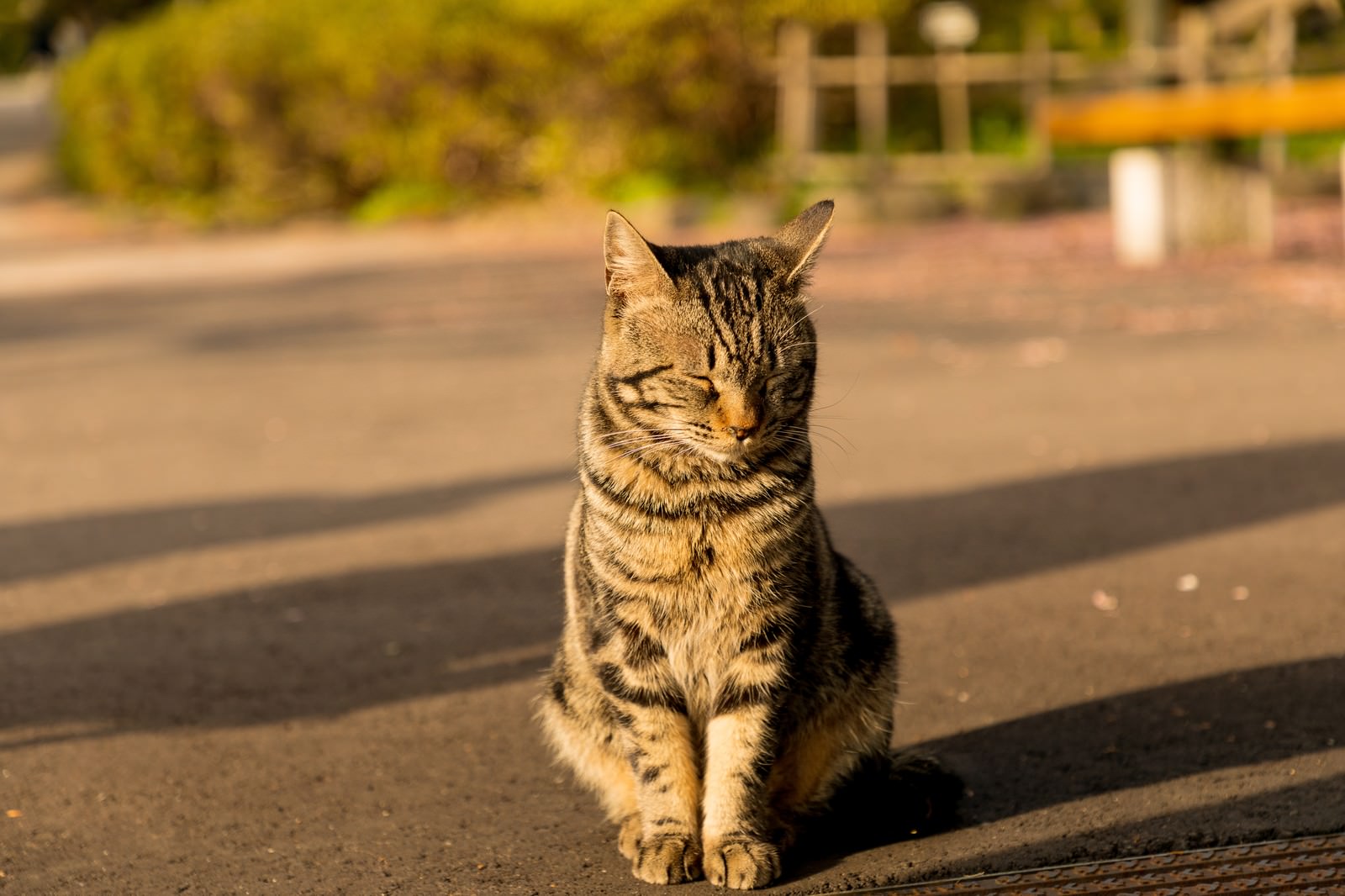 猫の写真：カテゴリ｜無料の写真素材はフリー素材のぱくたそ