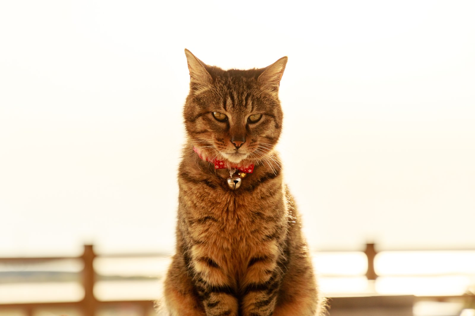 金色の飼い猫の写真を無料ダウンロード フリー素材 ぱくたそ 金色の飼い猫の写真を無料ダウンロード フリー素材 ぱくたそ