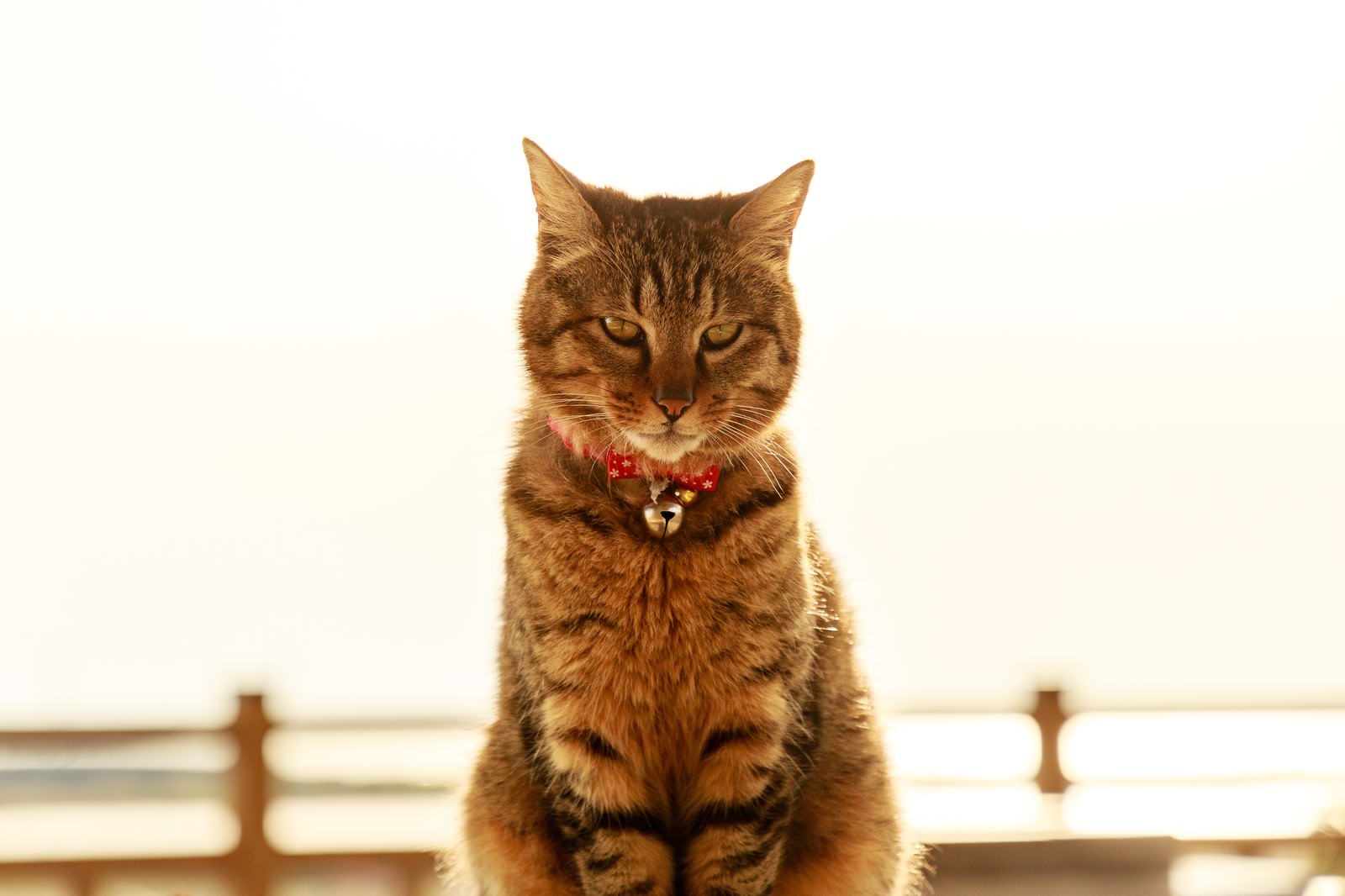 金色の飼い猫の写真を無料ダウンロード フリー素材 ぱくたそ