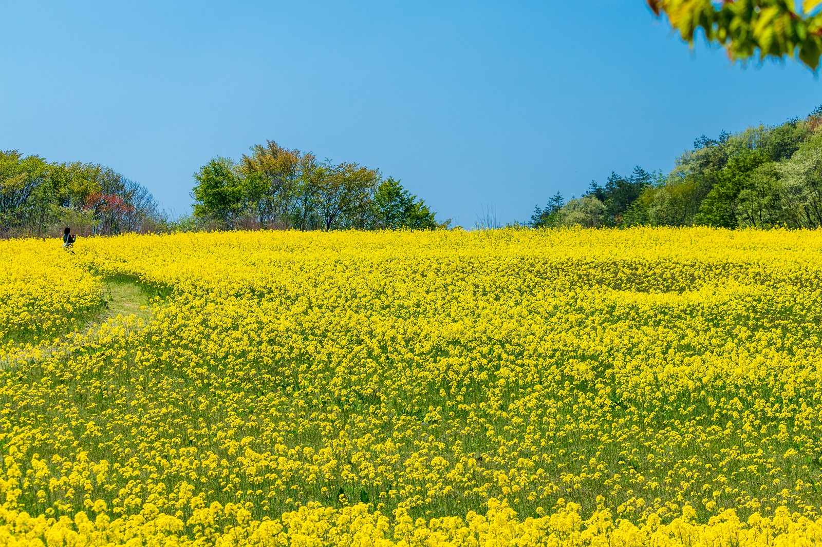 ãèã®è±ã§åãå°½ããããçµ¨æ¯¯ãã®åç