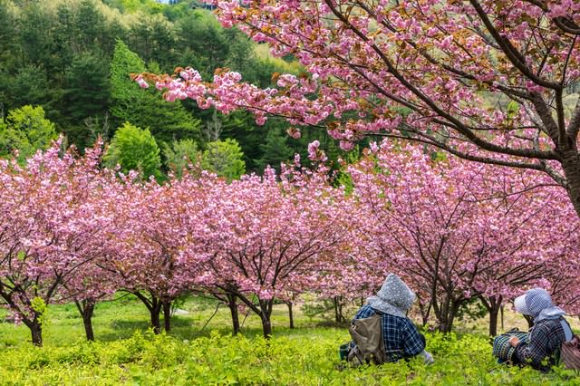 「桃源郷の八重桜を眺めて休憩する婆ちゃんたちええ」のフリー写真素材